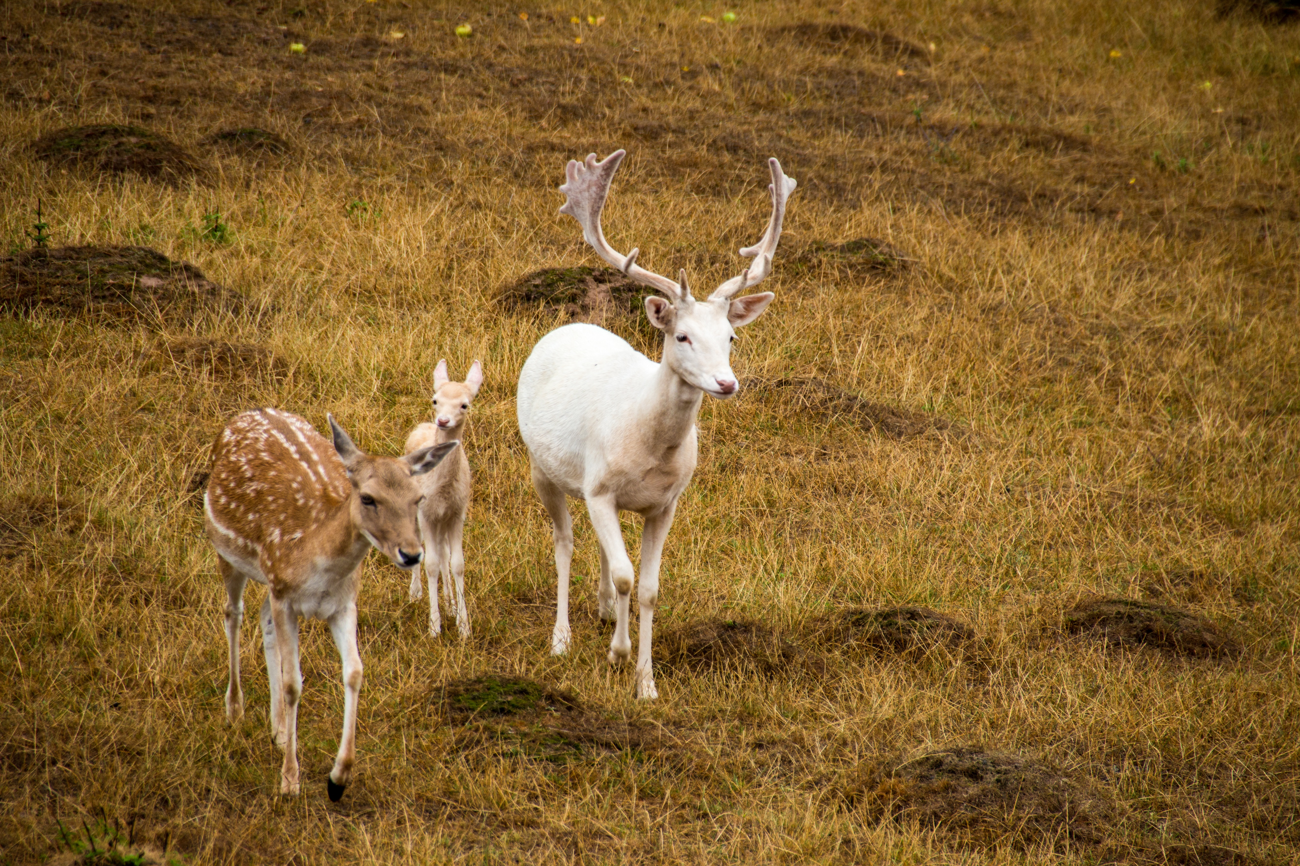 roe deer, animal wildlife, fawn, land, grass, no people, vertebrate, outdoors, 5K, animals in the wild, nature, group of animals, male, field, damm wild, HD Wallpaper
