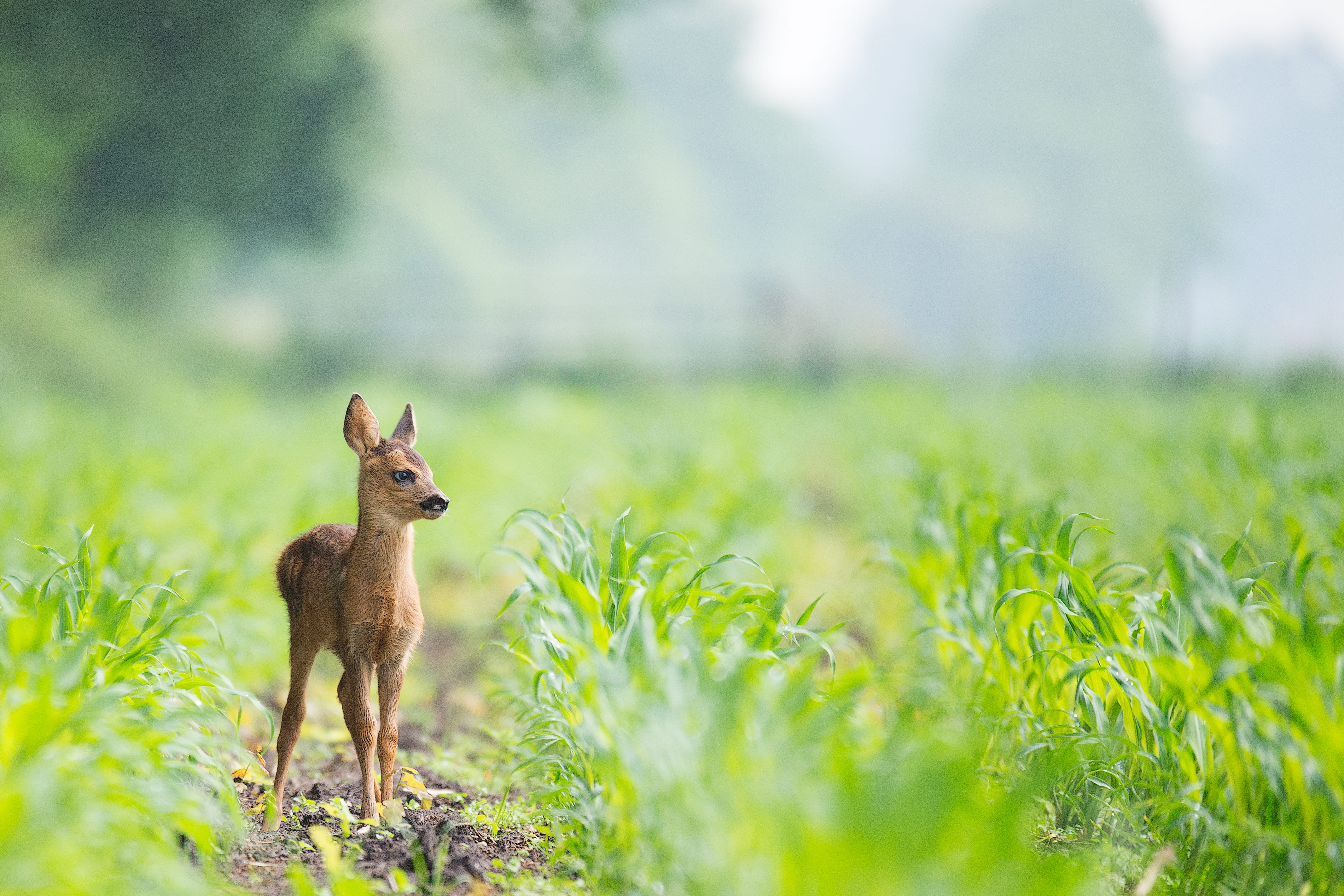 green, outdoors, day, selective, roe deer, beige, nature, wild, standing, focus, photography, daytime, mammal, animals in the wild, baby deer, grasses, HD Wallpaper