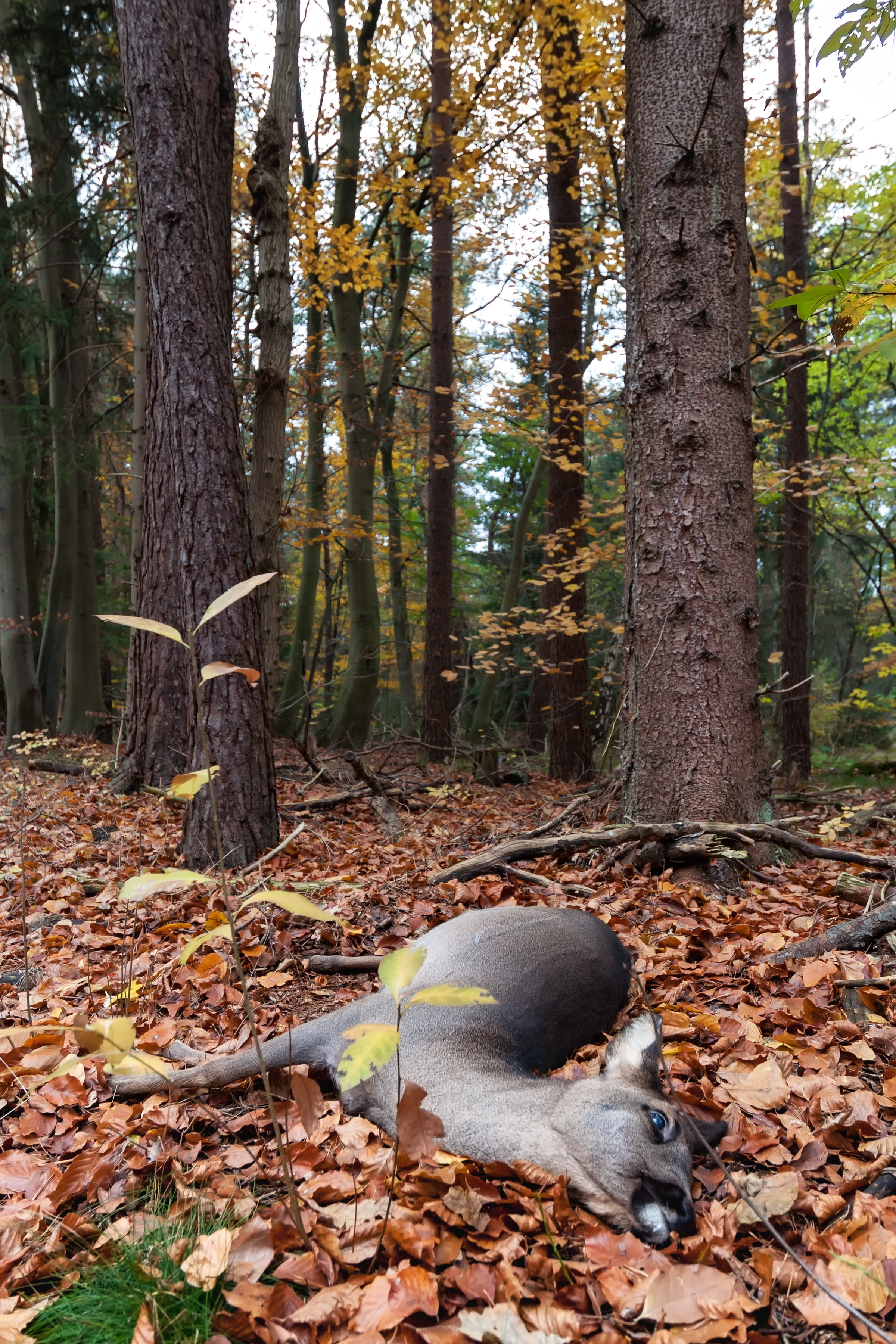 fall, accident, tree trunk, woodland, tree, tranquility, dead, roe deer, plant part, day, trunk, change, one animal, autumn, no people, plant, mammal, growth, Phone HD Wallpaper