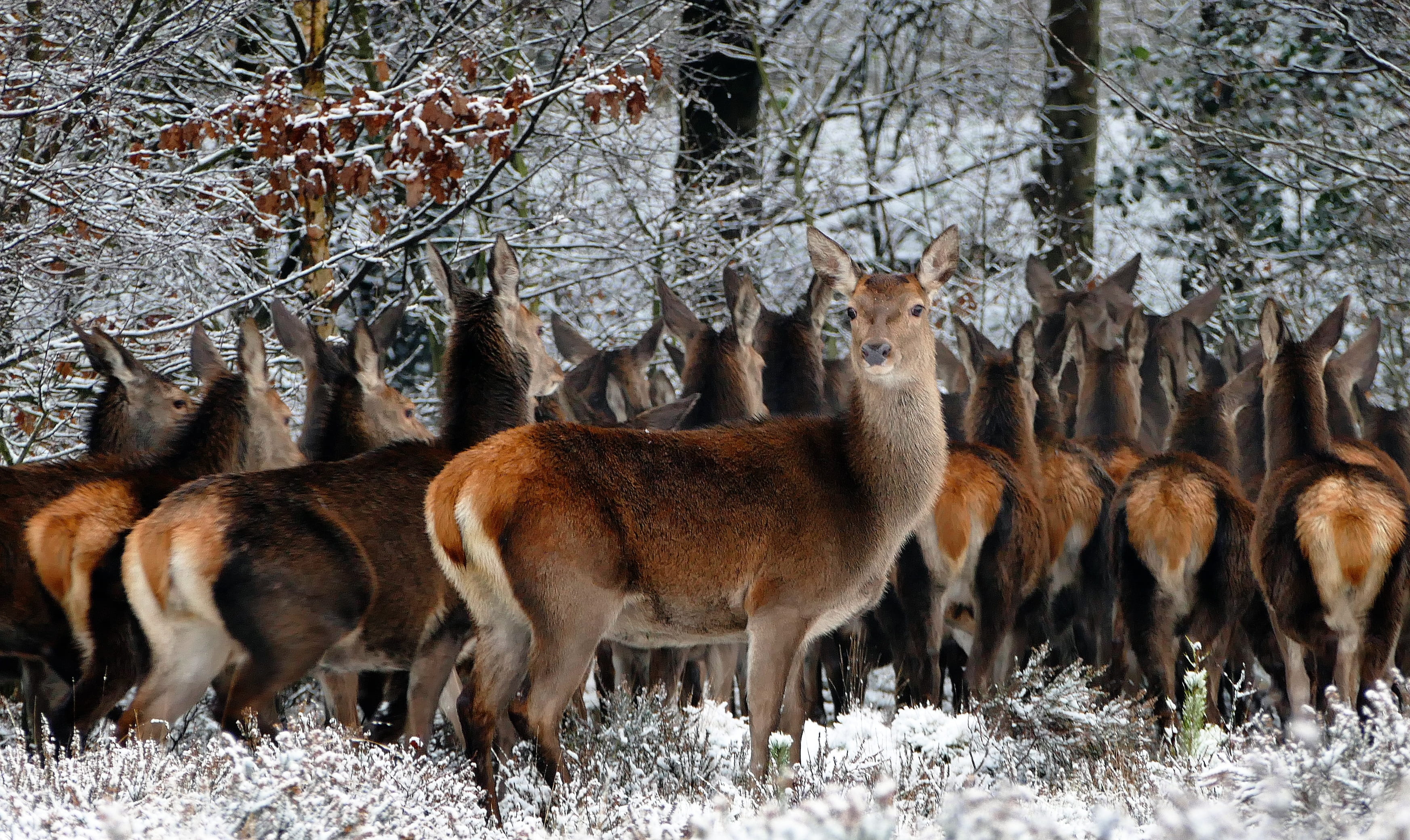 animal, tree, standing, woods, forest, wildlife photography, countryside, 2K, outdoors, animals in the wild, group, red deer, fur, cold temperature, deers, HD Wallpaper