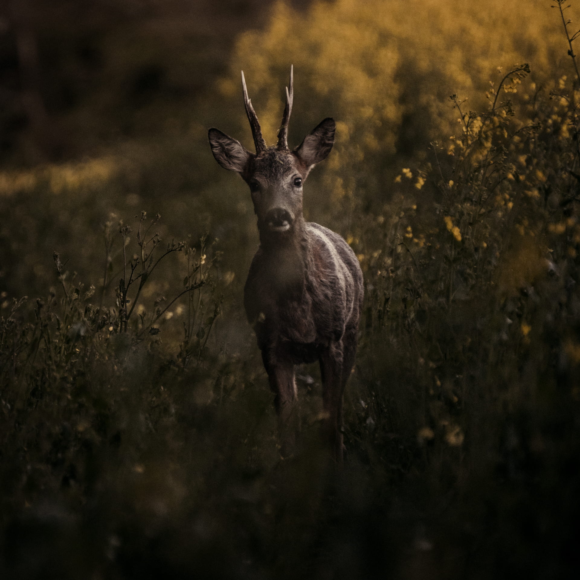 nature, deer, looking at camera, shallow, focus, land, plant, grasses, full length, animal wildlife, domestic animals, tree, stag, standing, roe, animal themes, Phone HD Wallpaper