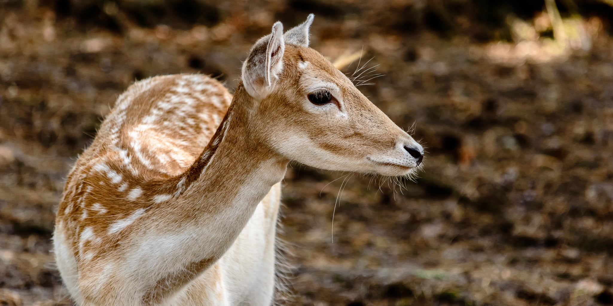 fawn, herbivorous, day, brown, bird, side view, scheu, domestic animals, fallow deer, travel destinations, one animal, wild, close-up, 1080P, portrait, HD Wallpaper