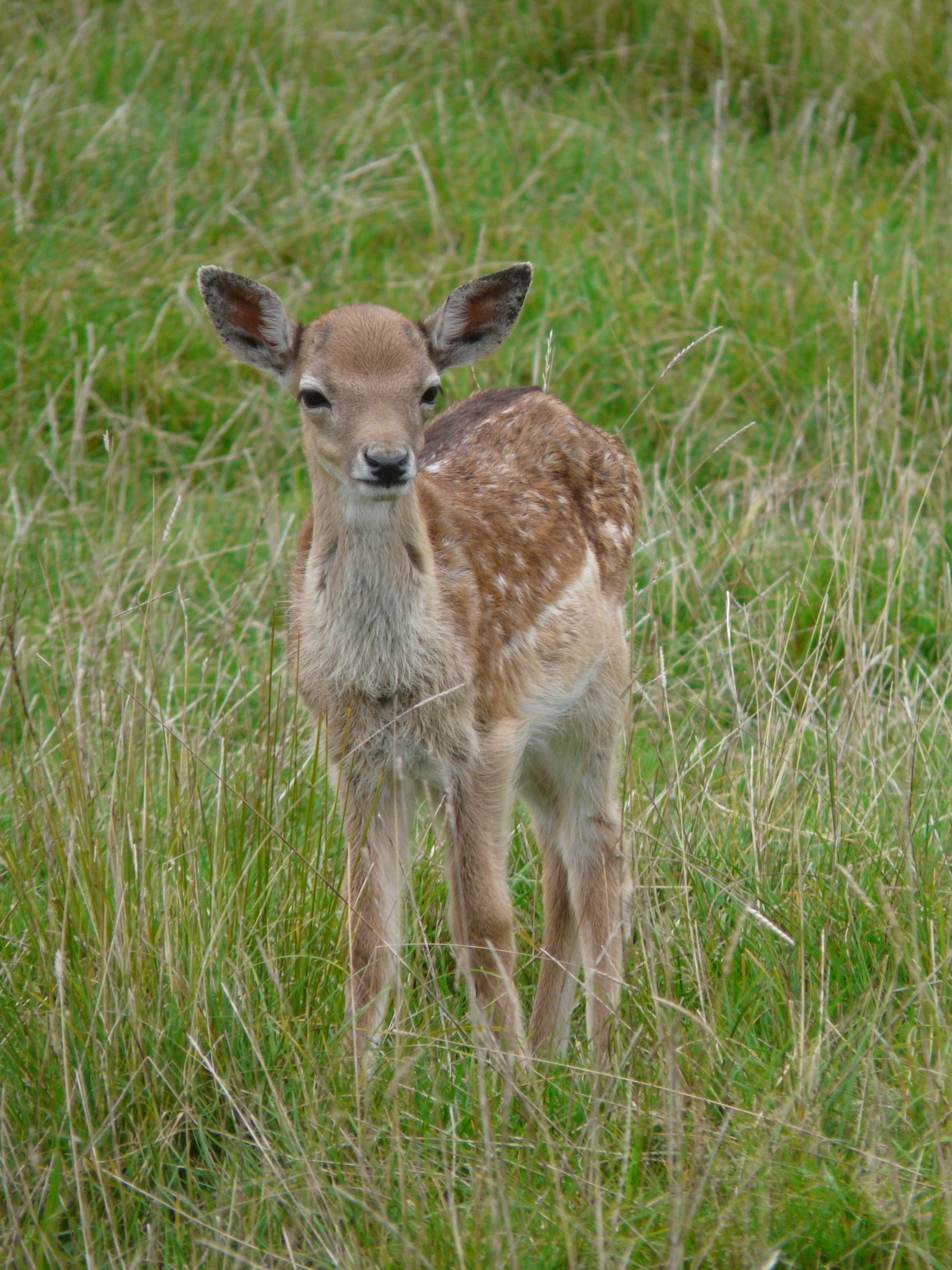 curious, head drawing, standing, plant, looking at camera, alone, outdoors, no people, european deer, day, ruminant, cute, animals in the wild, mammal, Phone HD Wallpaper
