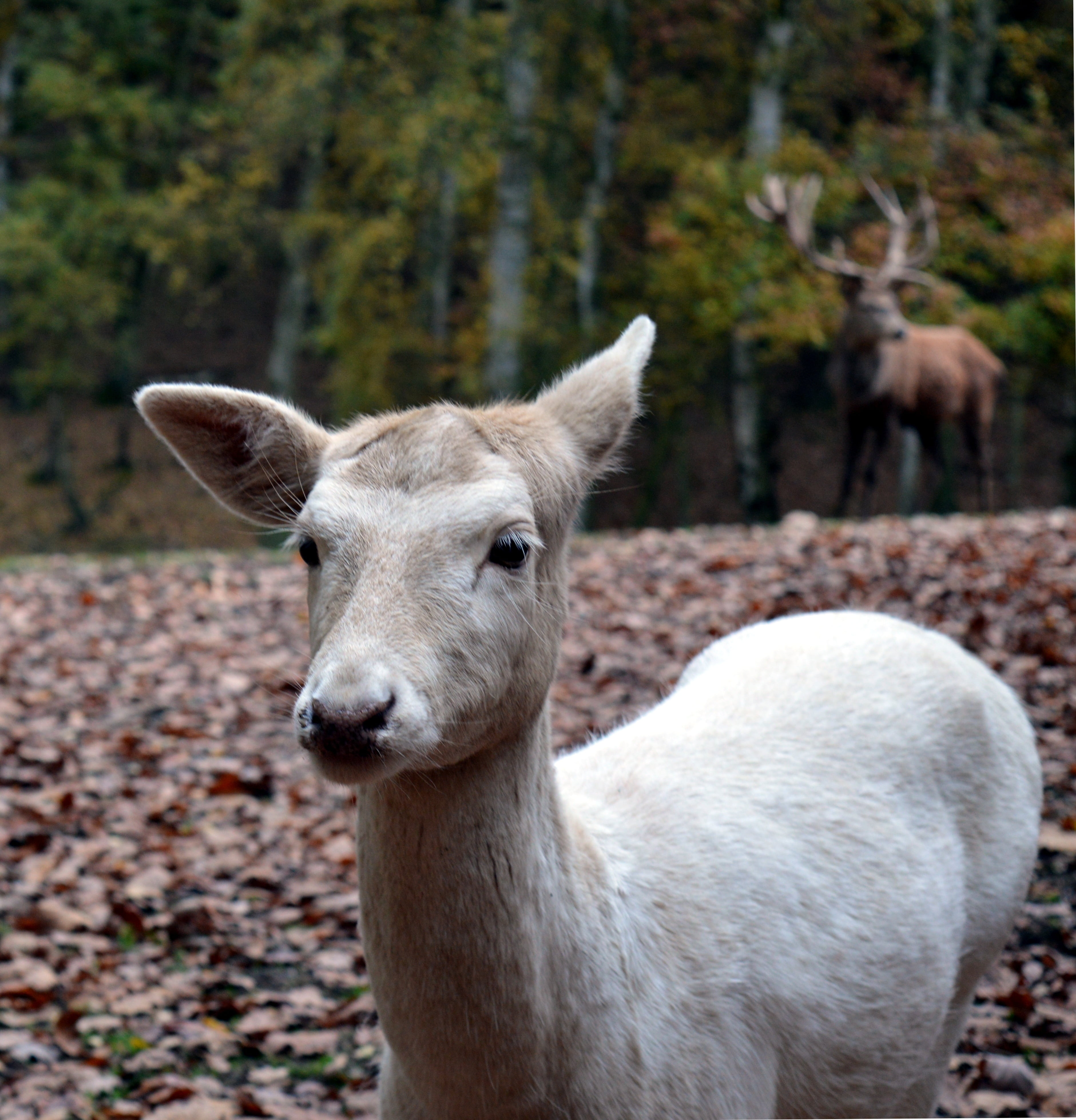 capreolus capreolus, roe deer, scheu, no people, land, vertebrate, fawn, nature, day, animal themes, animal wildlife, livestock, field, wild, attention, Phone HD Wallpaper