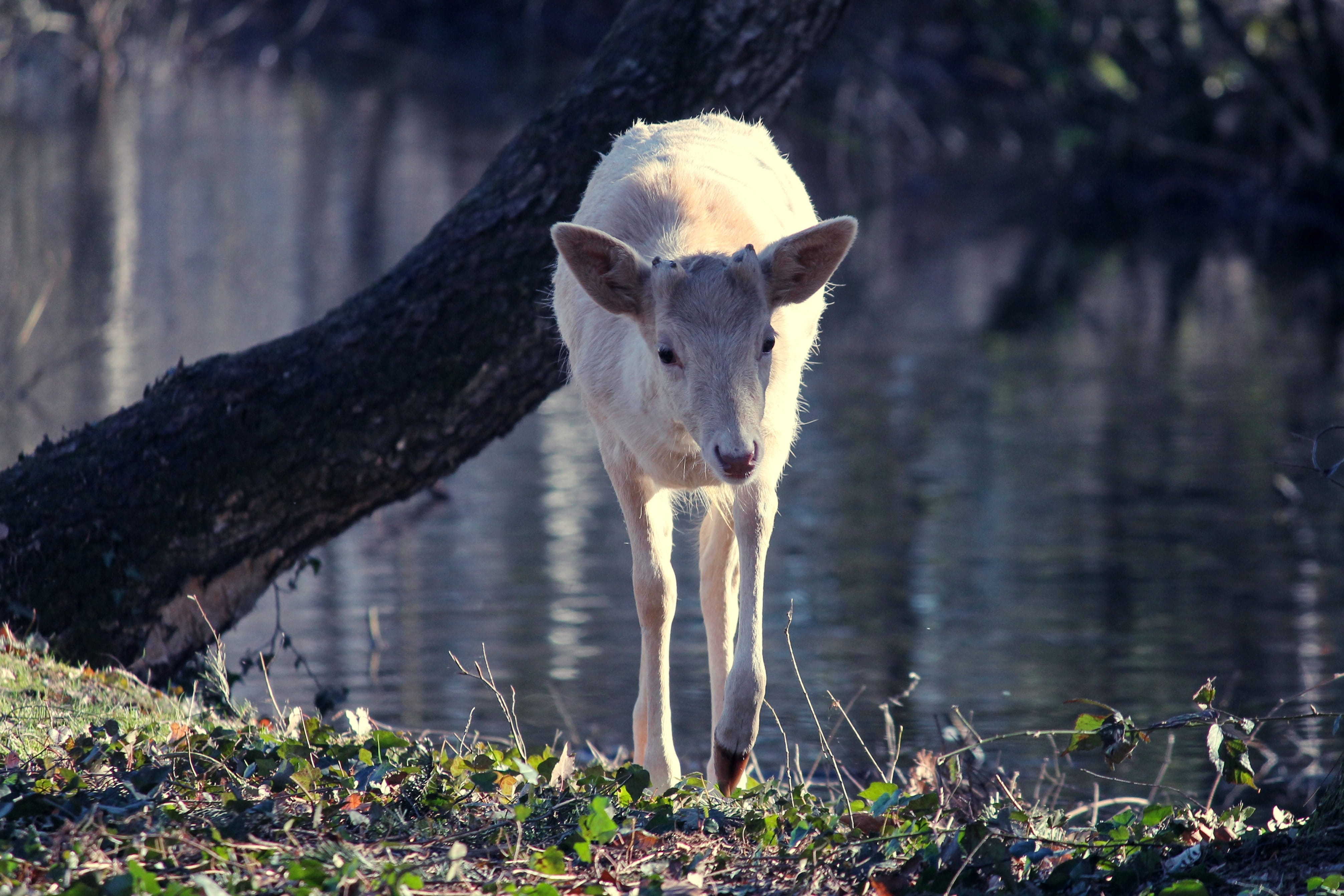 head, outdoors, white, roe deer, vertebrate, no people, water, 4K, animal, capreolus capreolus, looking at camera, albino, tree, day, animal themes, one animal, HD Wallpaper