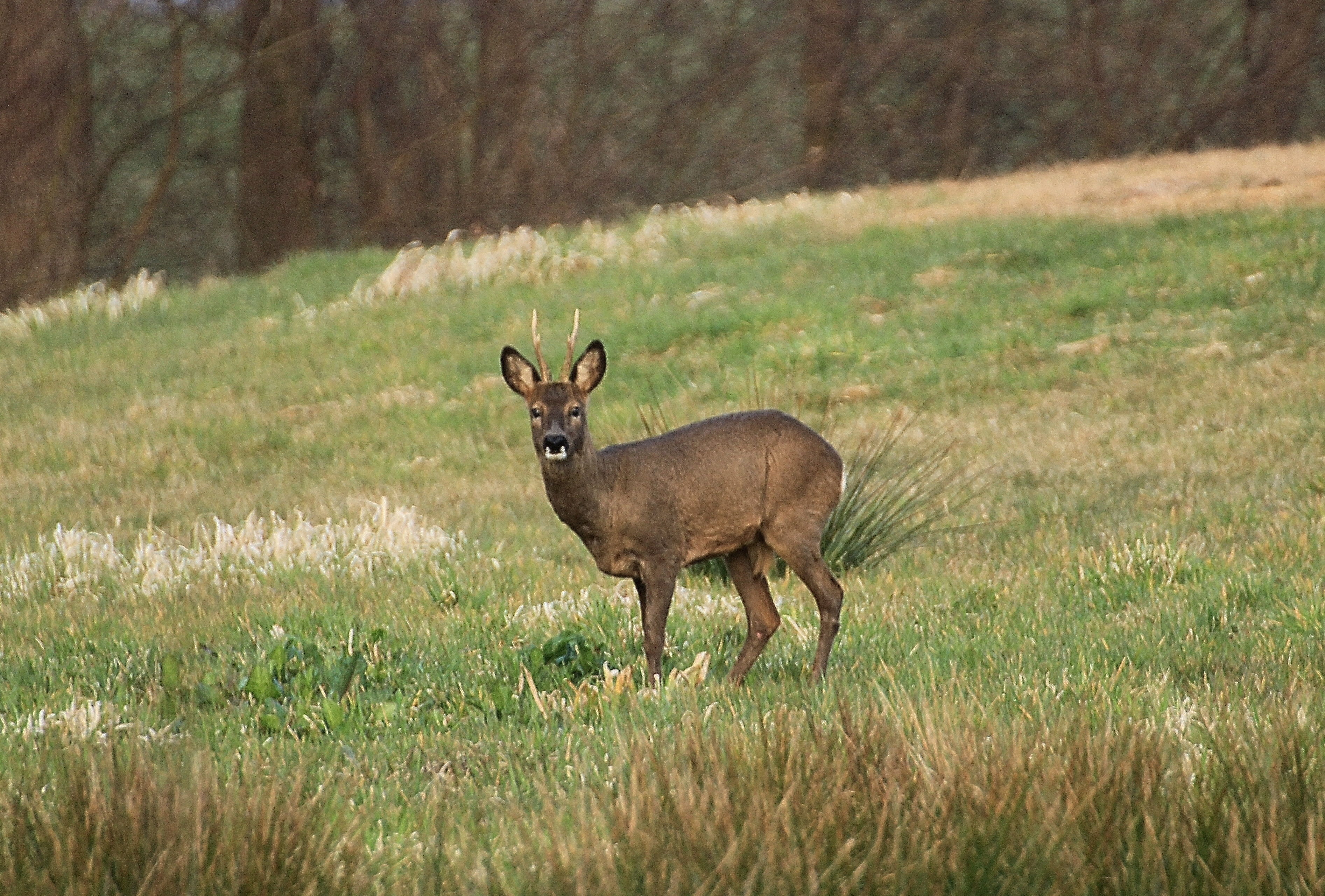 herbivorous, landscape, grass, field, antler, land, side view, capreolus capreoluswild, animals, meadow, looking at camera, animal themes, animals in the wild, HD Wallpaper