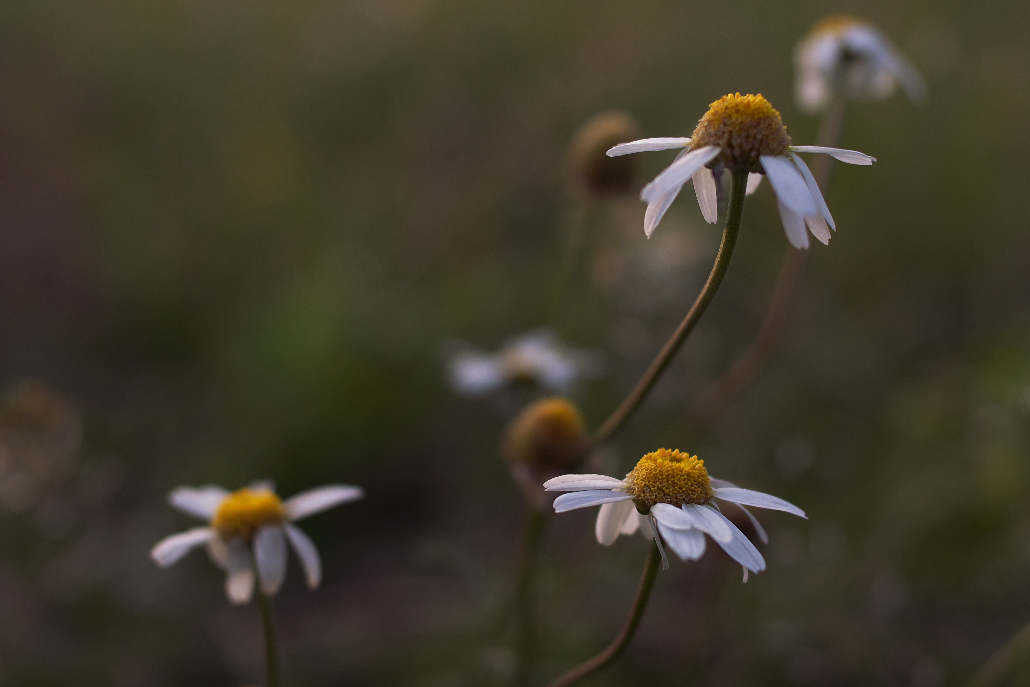 nature, daisy, white, springtime, beauty In Nature, Blumen, DOF, Voigtländer, outdoors, plant, up, Wiese, summer, 4K, white daisy, Leucanthemum vulgare, HD Wallpaper