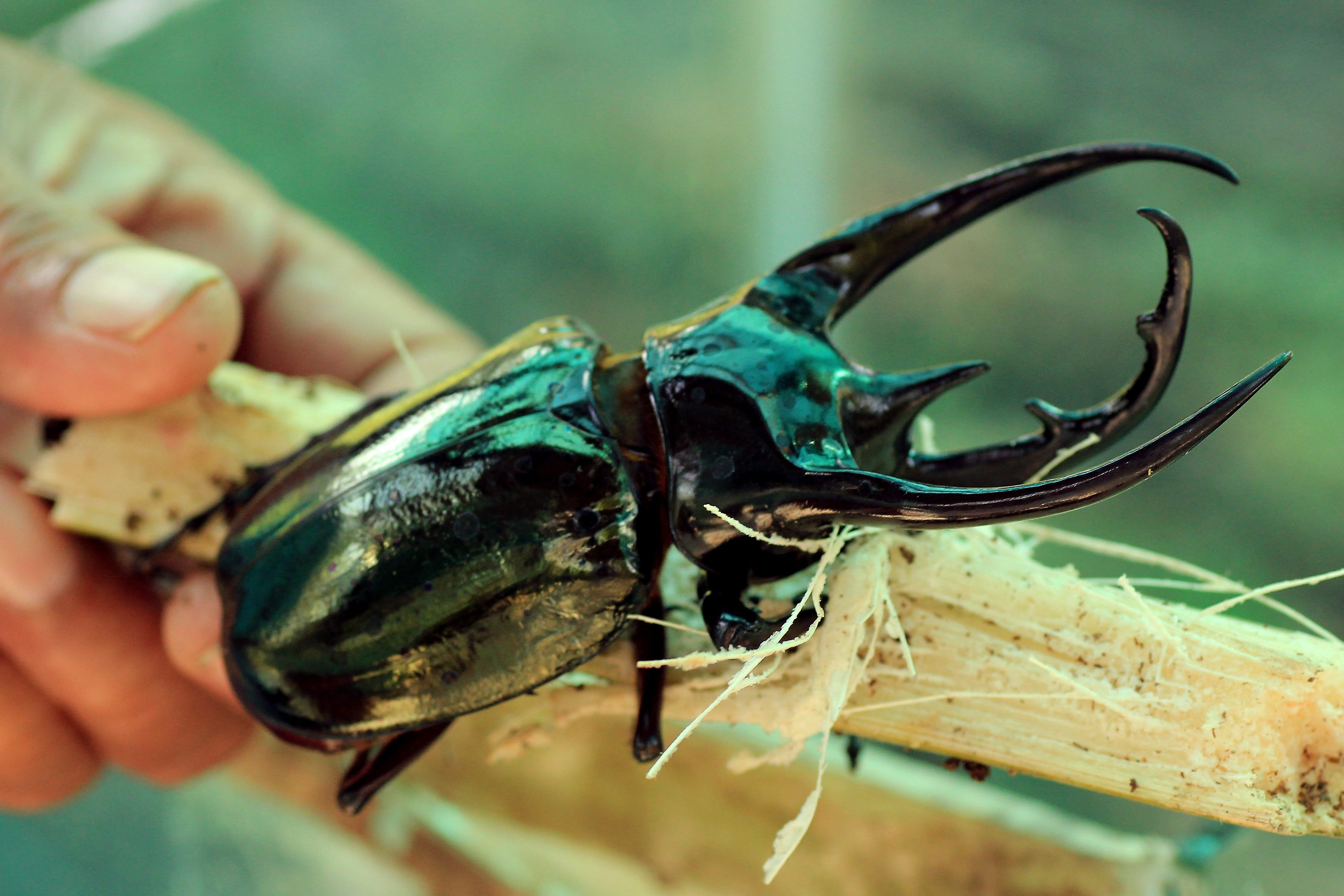 focus on foreground, day, finger, insect, body part, human hand, stag beetle, human body part, real people, forest, beetle, one animal, 2K, animal wildlife, HD Wallpaper