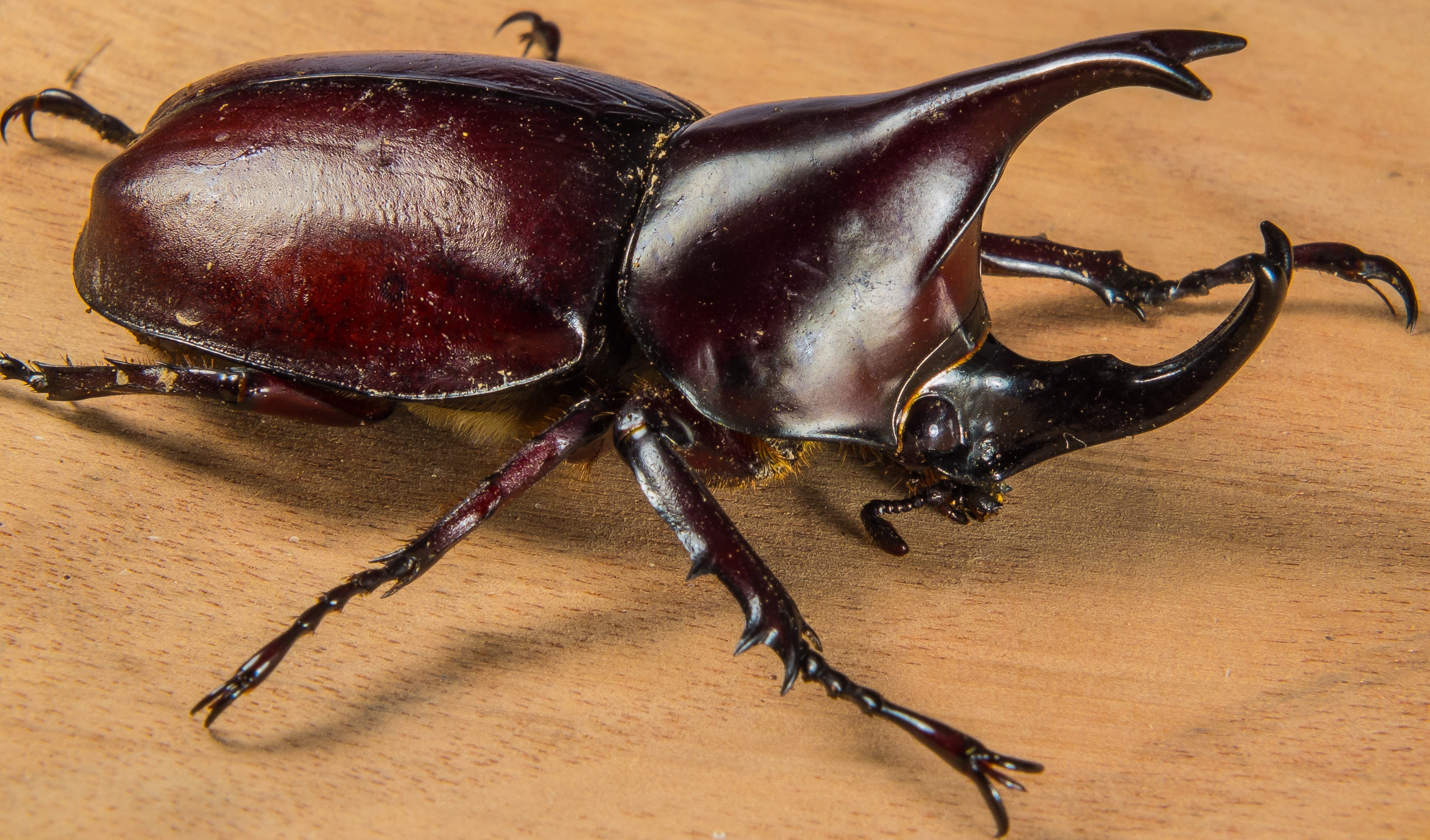food and drink, macro, no people, rhinoceros, food, freshness, wildlife, invertebrate, rhinoceros beetle, animal, healthy eating, animals in the wild, horned, HD Wallpaper