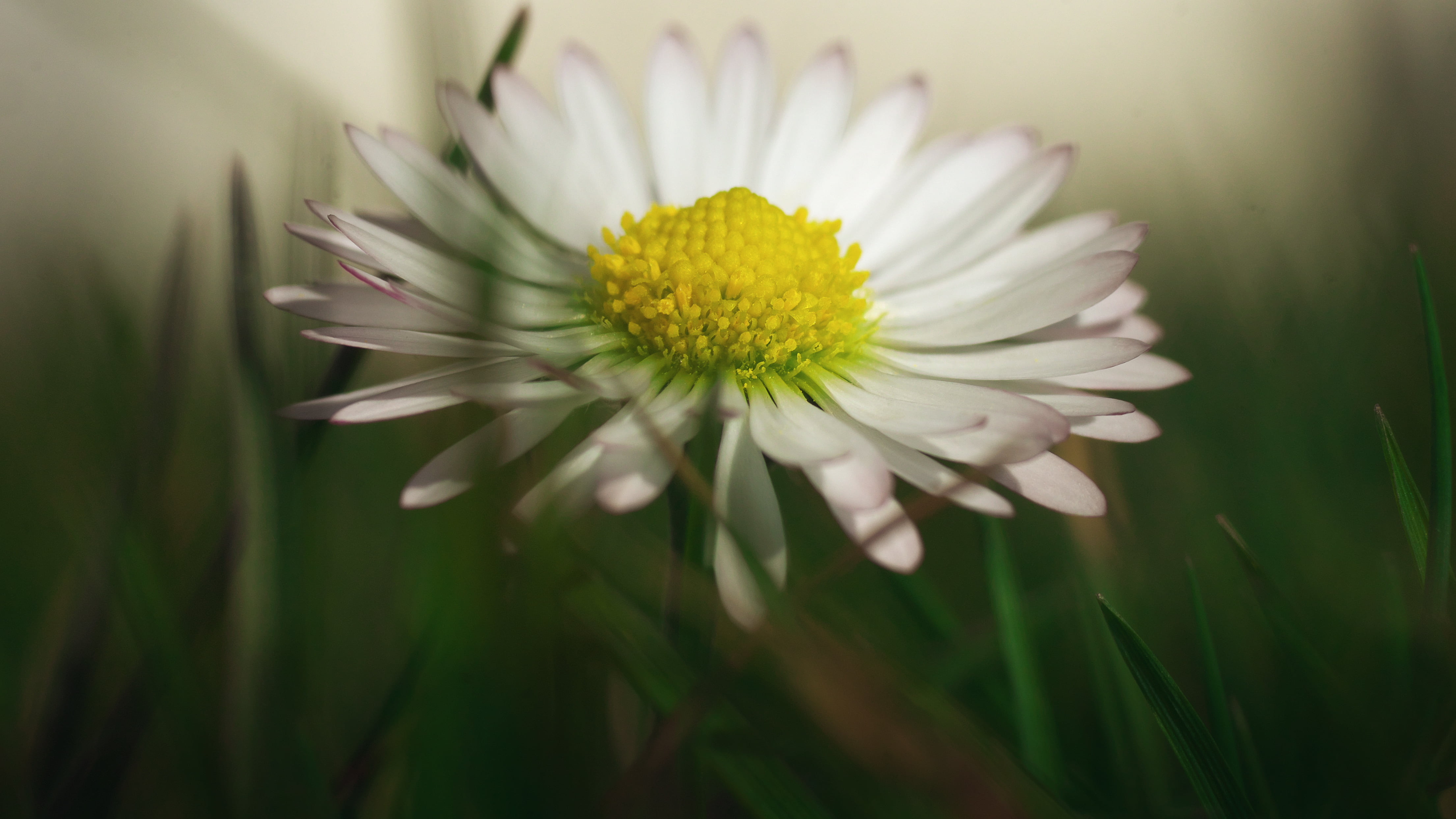 freshness, petaled, nature, Elmarit, white, flower, meadow, Makro, plant, Lumix GX7, outdoors, grass, yellow, summer, beauty In Nature, Bellis  perennis, HD Wallpaper