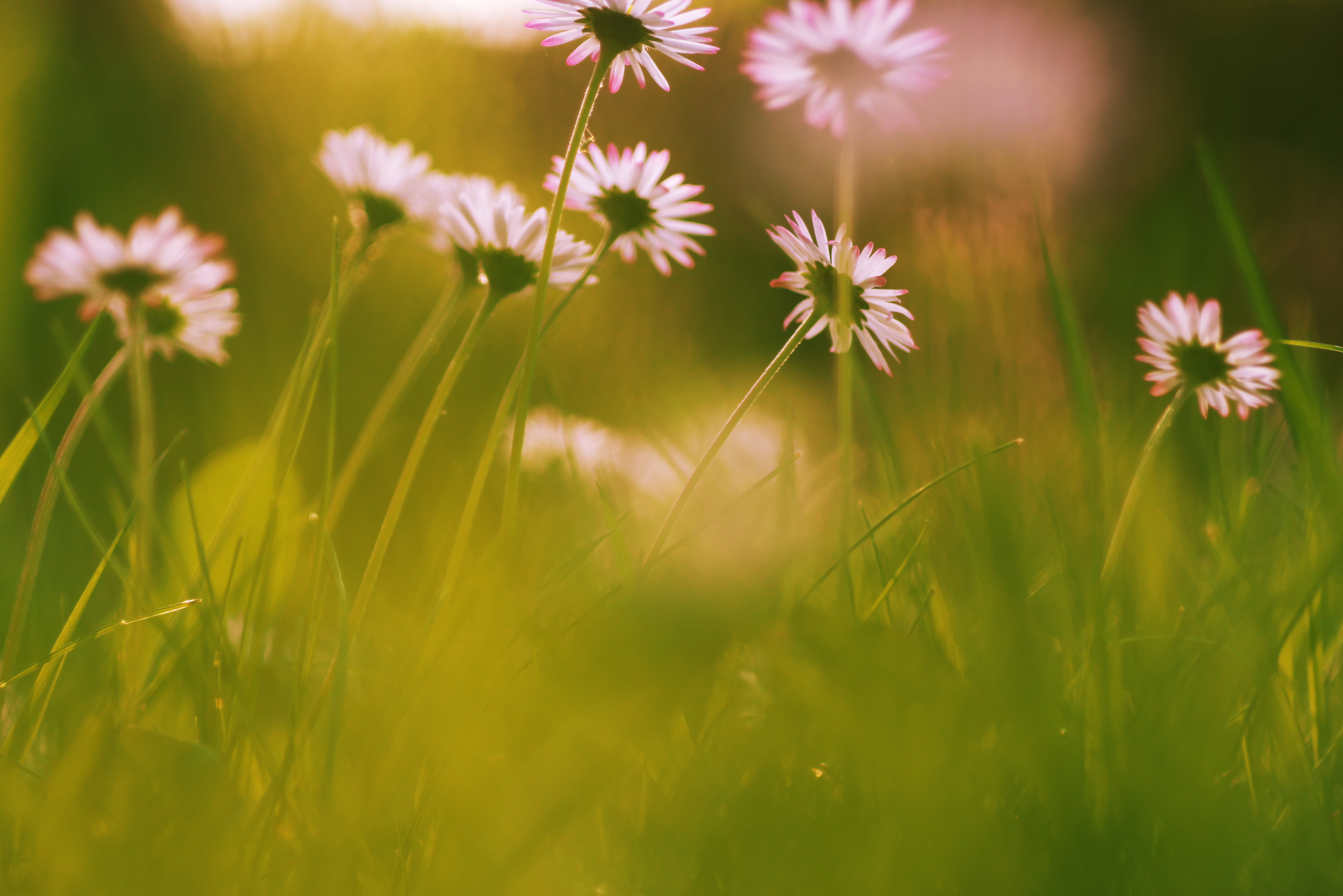 photograph, beauty In Nature, DOF, depth of field, springtime, green Color, mm, pink, Lumix GX7, plant, flower, summer, meadow, daisy, nature, Macro, grass, HD Wallpaper