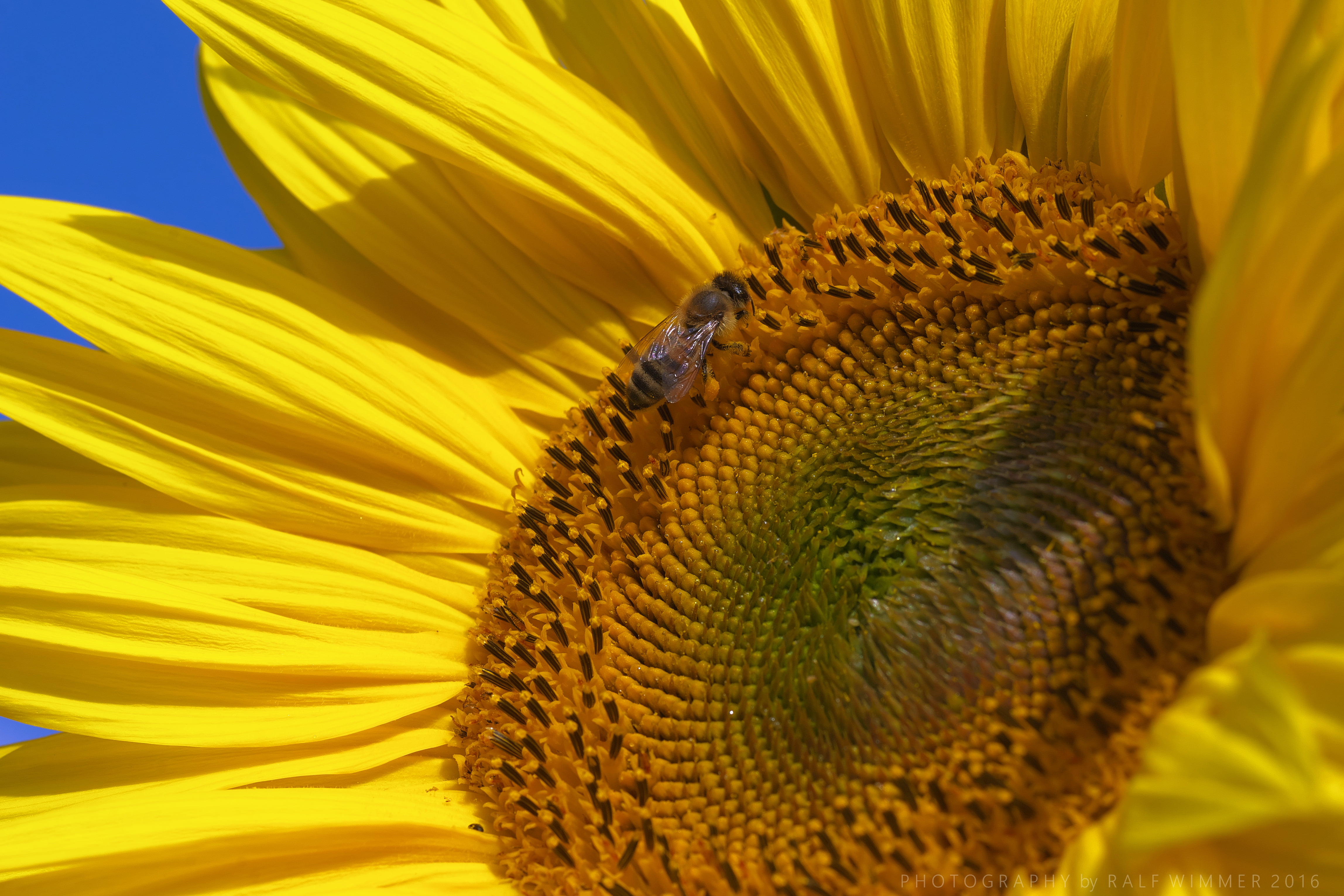 Helianthus, Macro, gelb, agriculture, flower, plant, yellow, close up, nature, sunflower, outdoors, photo, seed, close-up, 4K, 60mm, annus, close, bee, HD Wallpaper