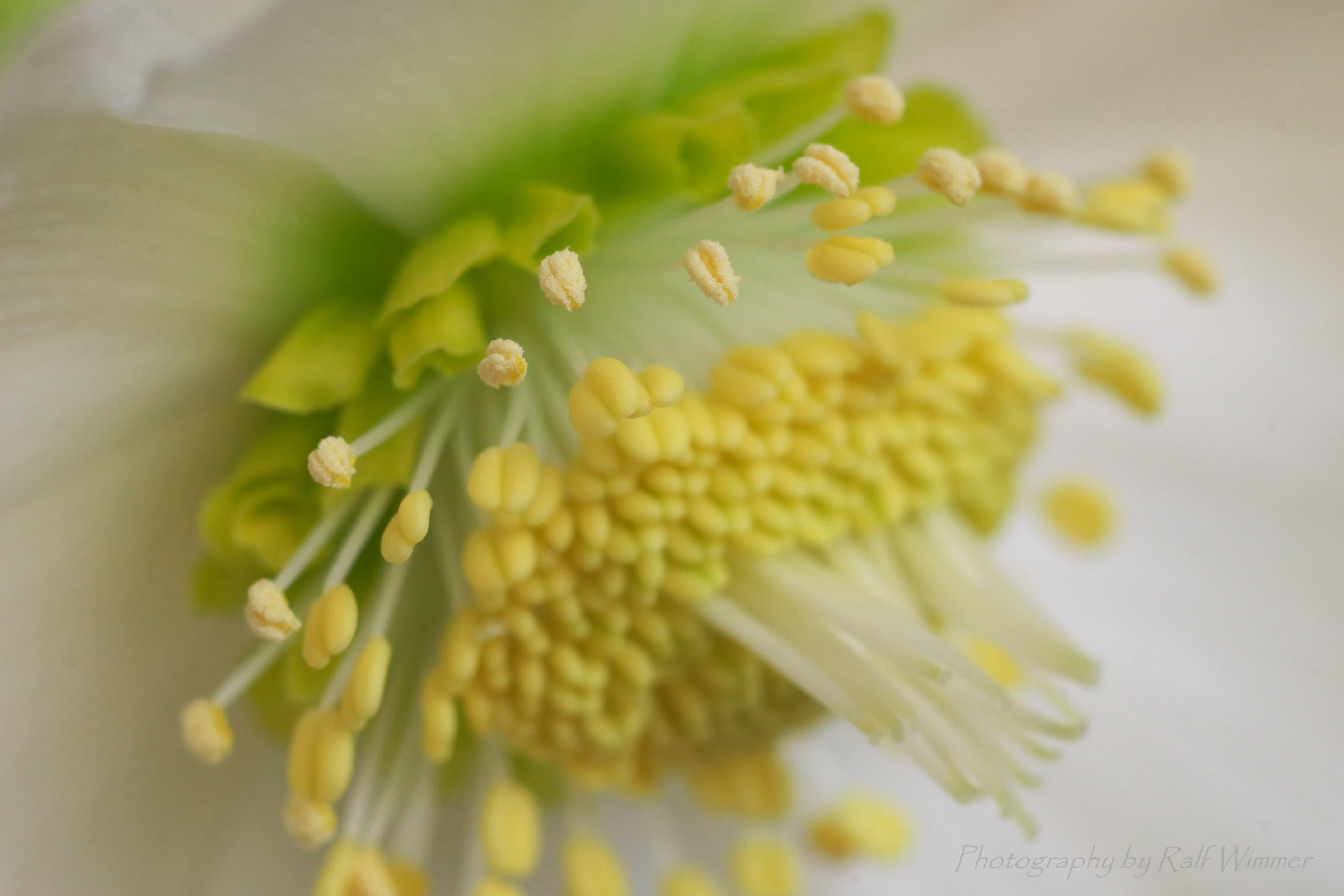Pollen, helleborus, white, yellow, dof, photo, Helleborus niger, Leitz, Macro, Leica, nature, flower, panasonic, niger, Lumix GX7, plant, 4K, close-up, HD Wallpaper