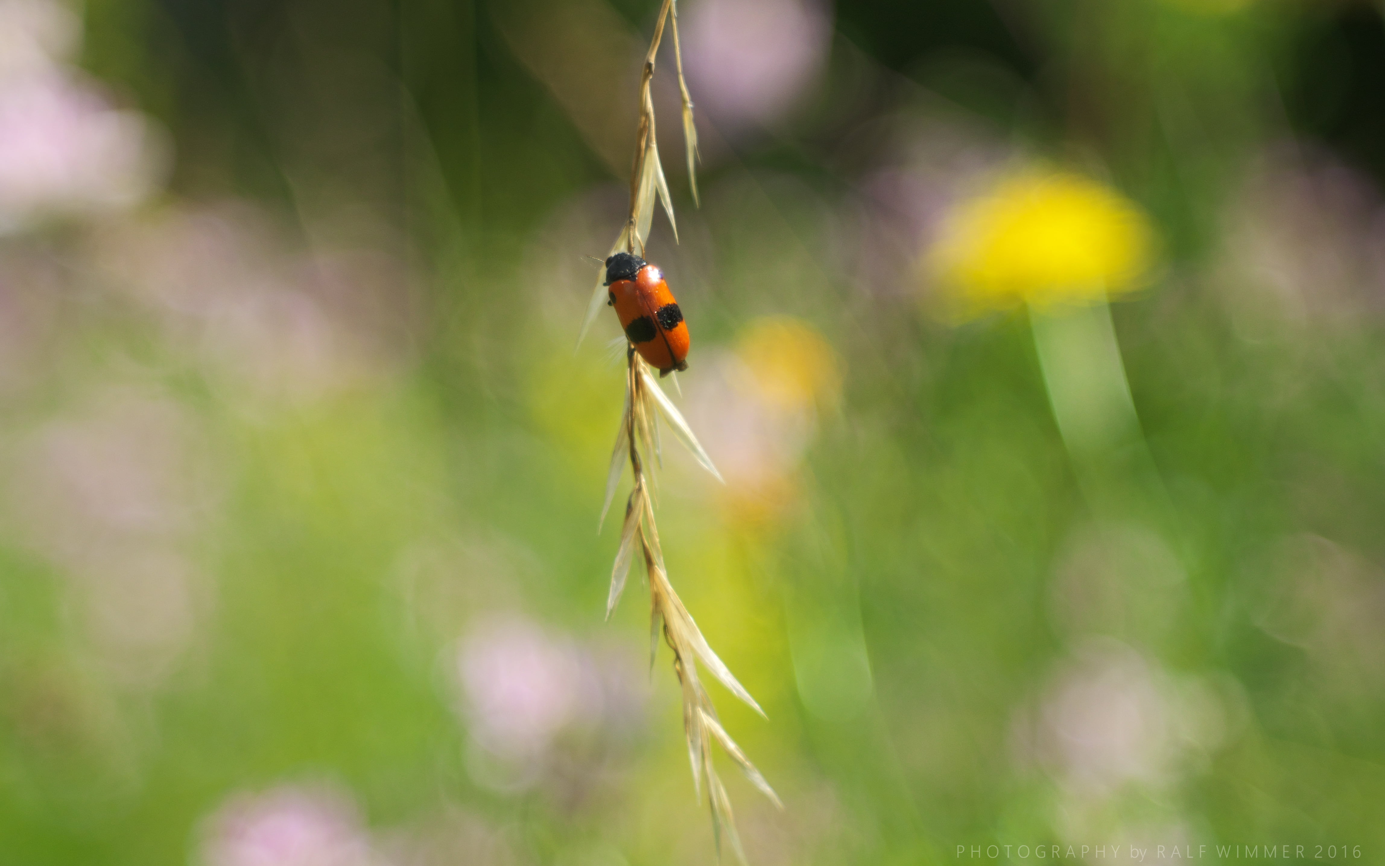 TM, photography, macro, 4K, Gras, vintage, leaf, insect, outdoors, close, Makro, grass, summer, dof, Ladybug, lens, Käfer, green Color, aperture, Spotted, HD Wallpaper