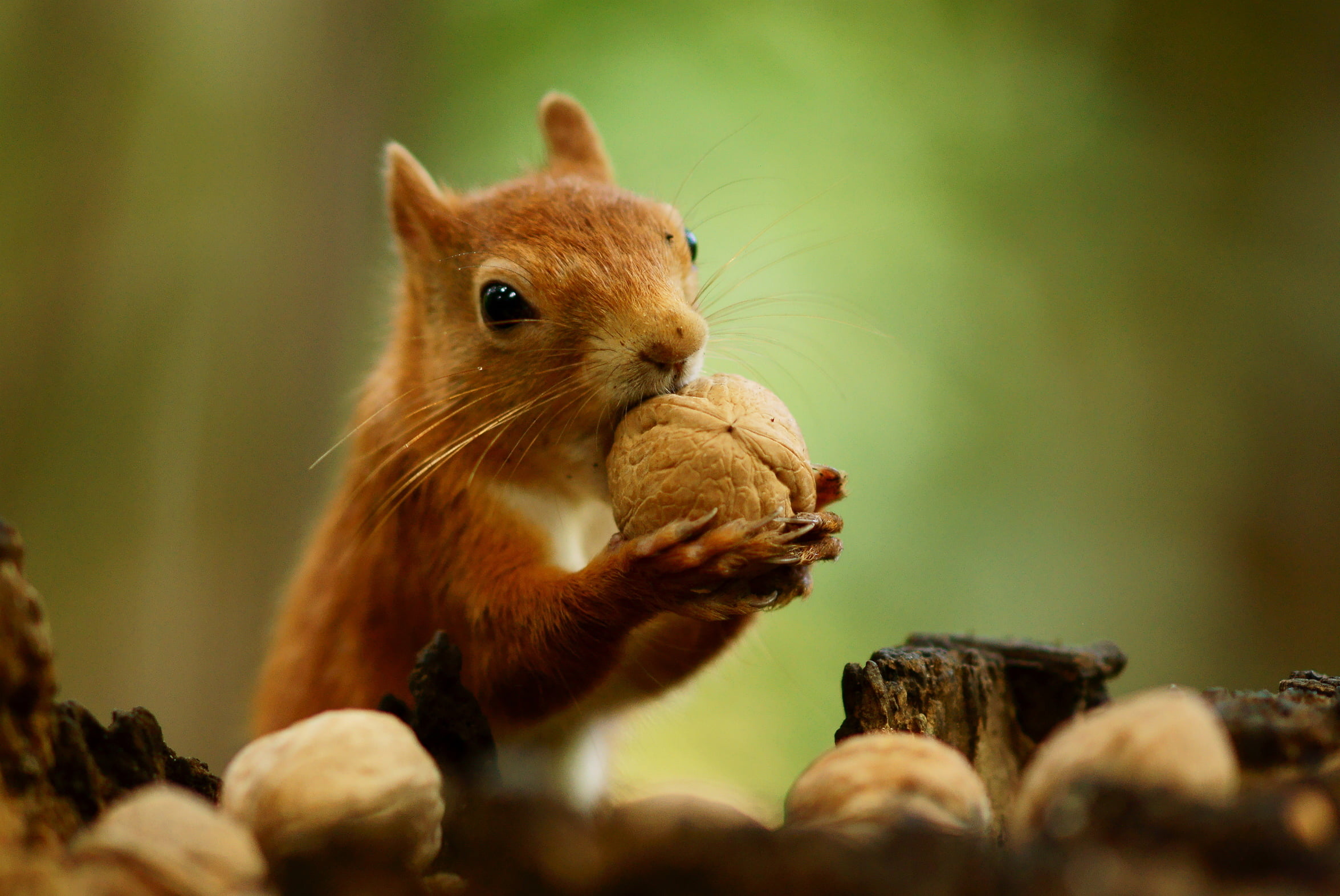 rodent, squirrel, eating, isle, close-up, small, animal, walnut, brown, sciurus  vulgaris, mammal, selective, forest, outdoors, selective focus, The Best of, HD Wallpaper