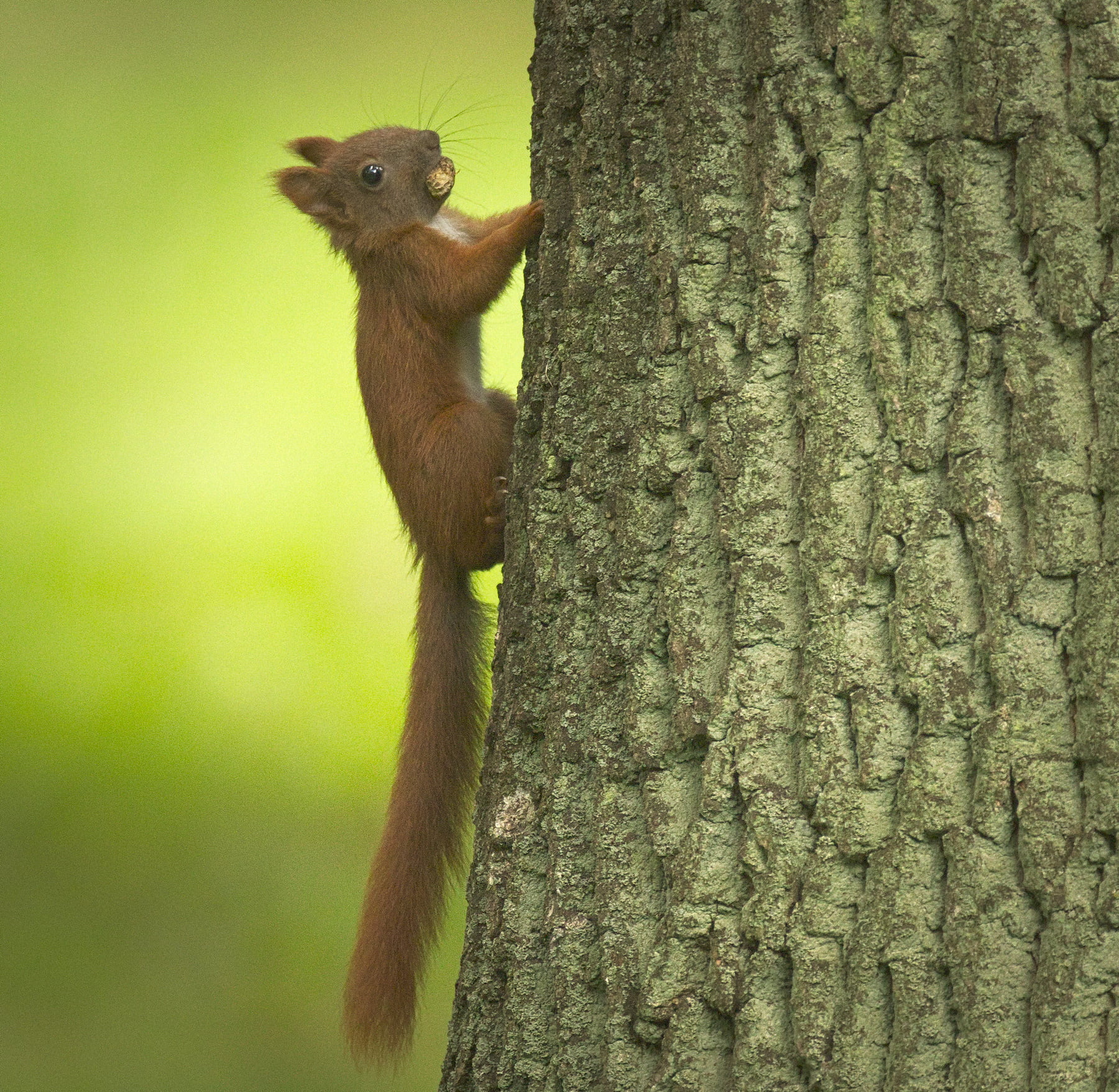 tree, fur, wildlife, looking, climbing, cute, animal, mammal, rodent, primate, 720P, brown, Wiewiórka, Little one, tree  squirrel, forest, animals In The Wild, HD Wallpaper