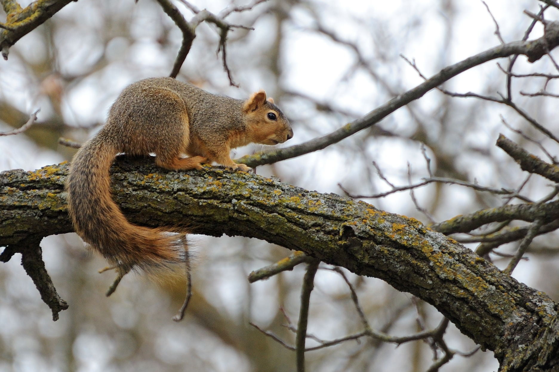 black, nature, tail, rodent, 720P, outdoors, USA, brown, branch, wildlife, forest, squirrel, Coyote Creek, Morgan Hill, coyote, mammal, Trail, CA, tree, HD Wallpaper