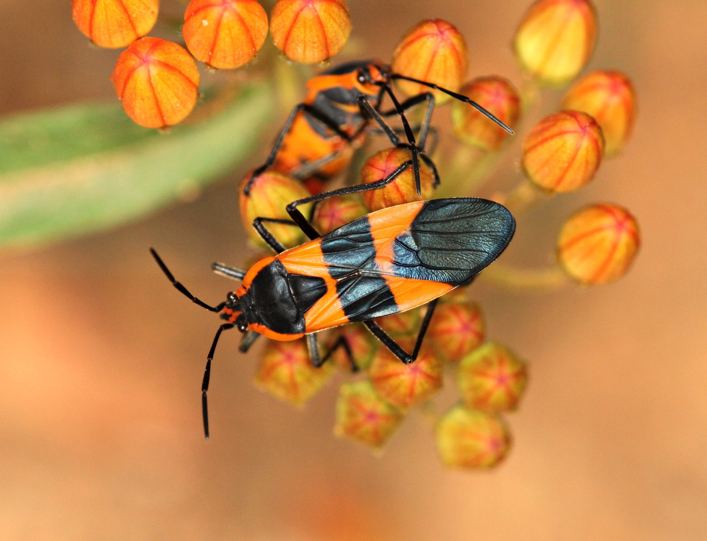 orange, 1080P, north carolina, animal, Picnik, orange flower, insect, nature, photo, Away, close-up, Butterfly, blister beetle, blister, orange milkweed, HD Wallpaper