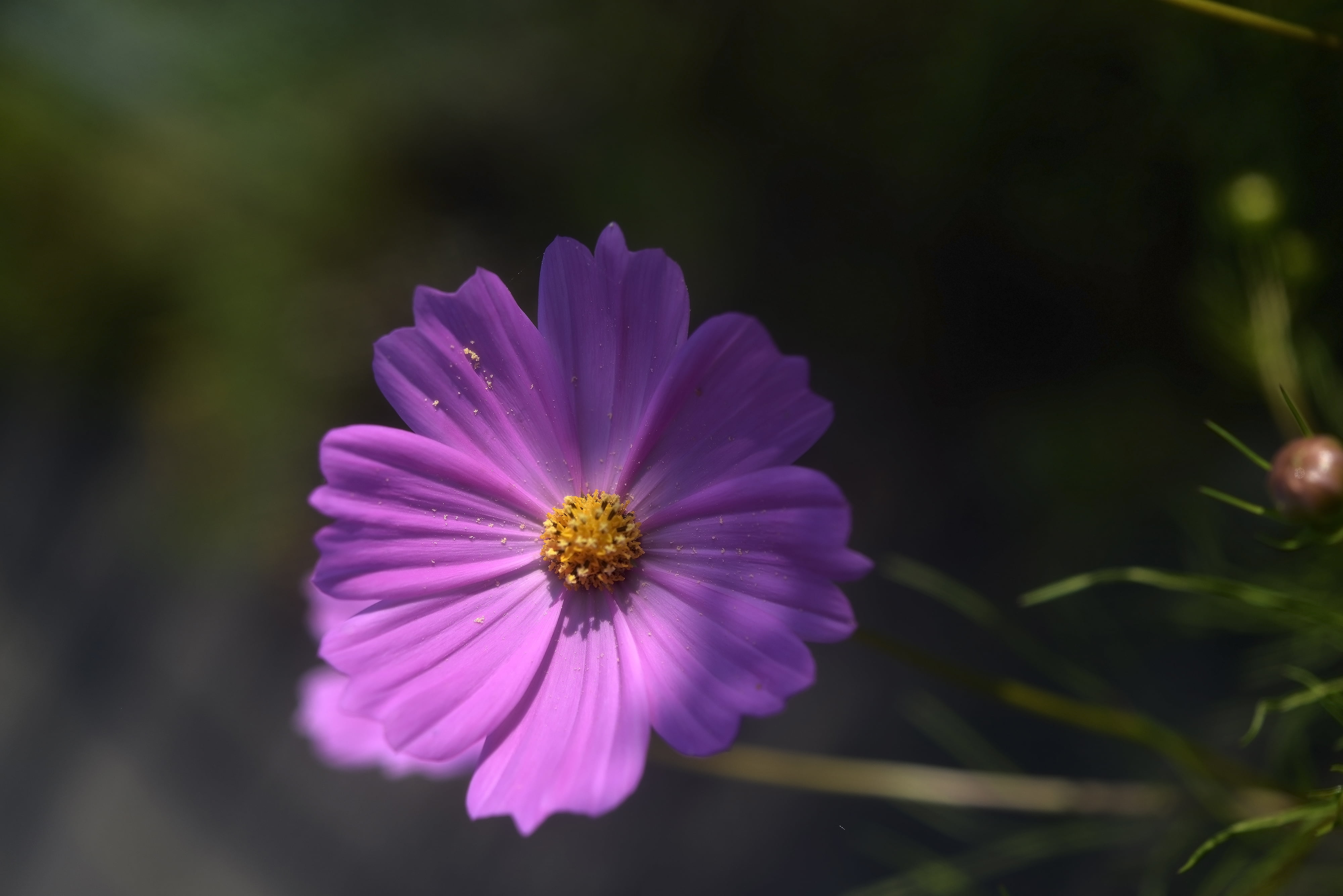 cosmos, Sunlight, close, daisy, petal, purple, Delete, beauty In Nature, Nikon D800, nature, close-up, 4K, plant, Digital, flower, summer, photo, HD Wallpaper