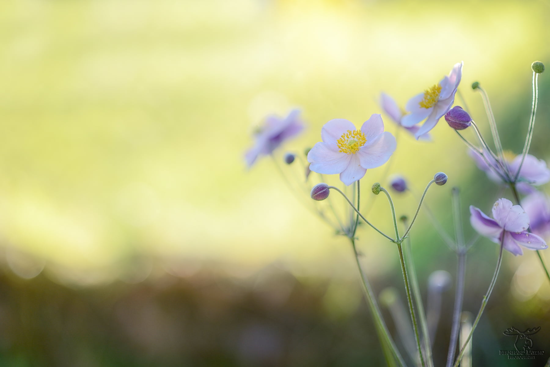nature, nikon  d800, flowers, plant, Flower Power, 720P, white, F 1.4, summer, flower, Nikkor, beauty In Nature, springtime, meadow, outdoors, garden, HD Wallpaper
