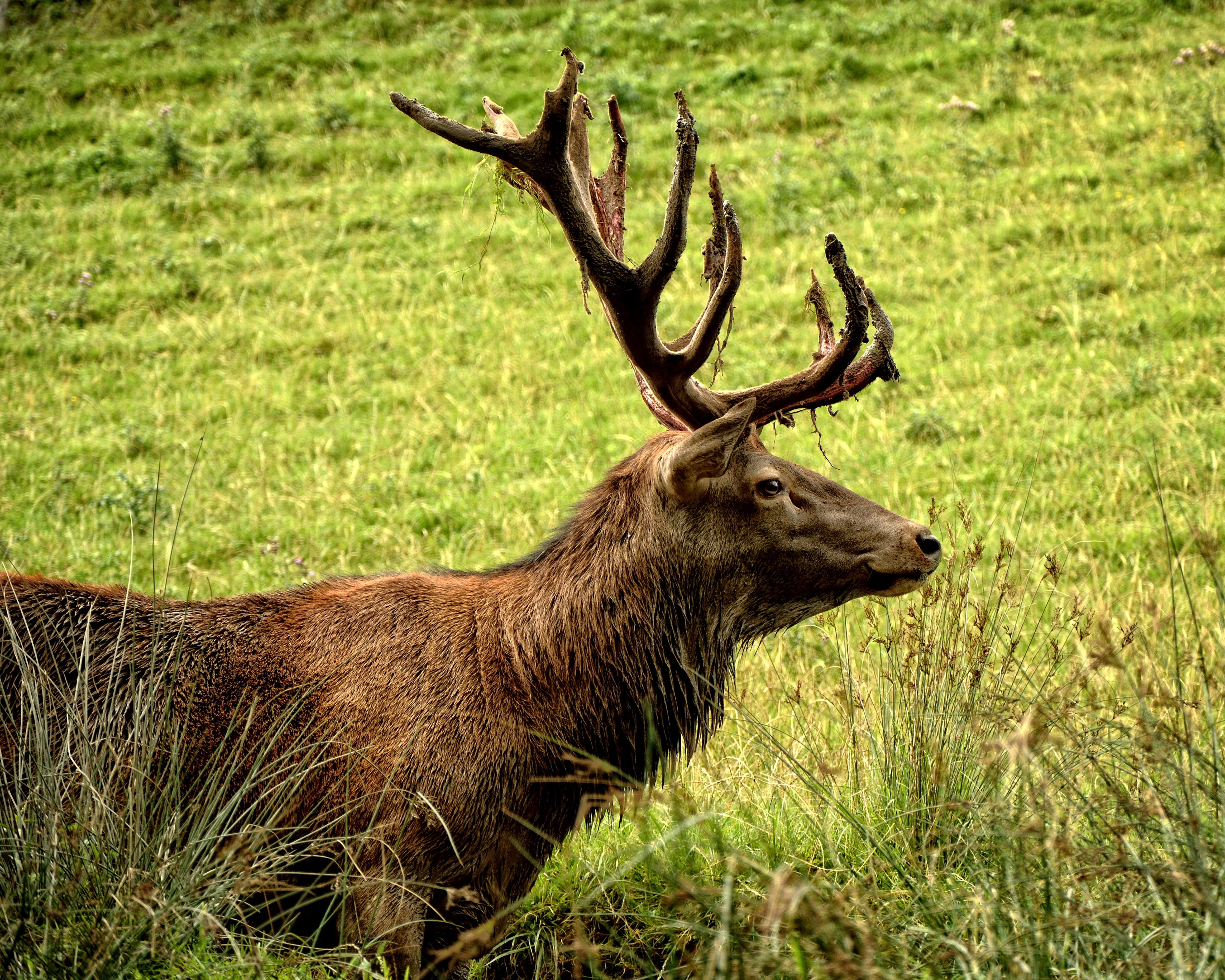 red deer, plant, vertebrate, animal, antler, field, wild, stag, male, one animal, real deer, 4K, mammal, wildlife, grass, animal themes, horned, no people, HD Wallpaper