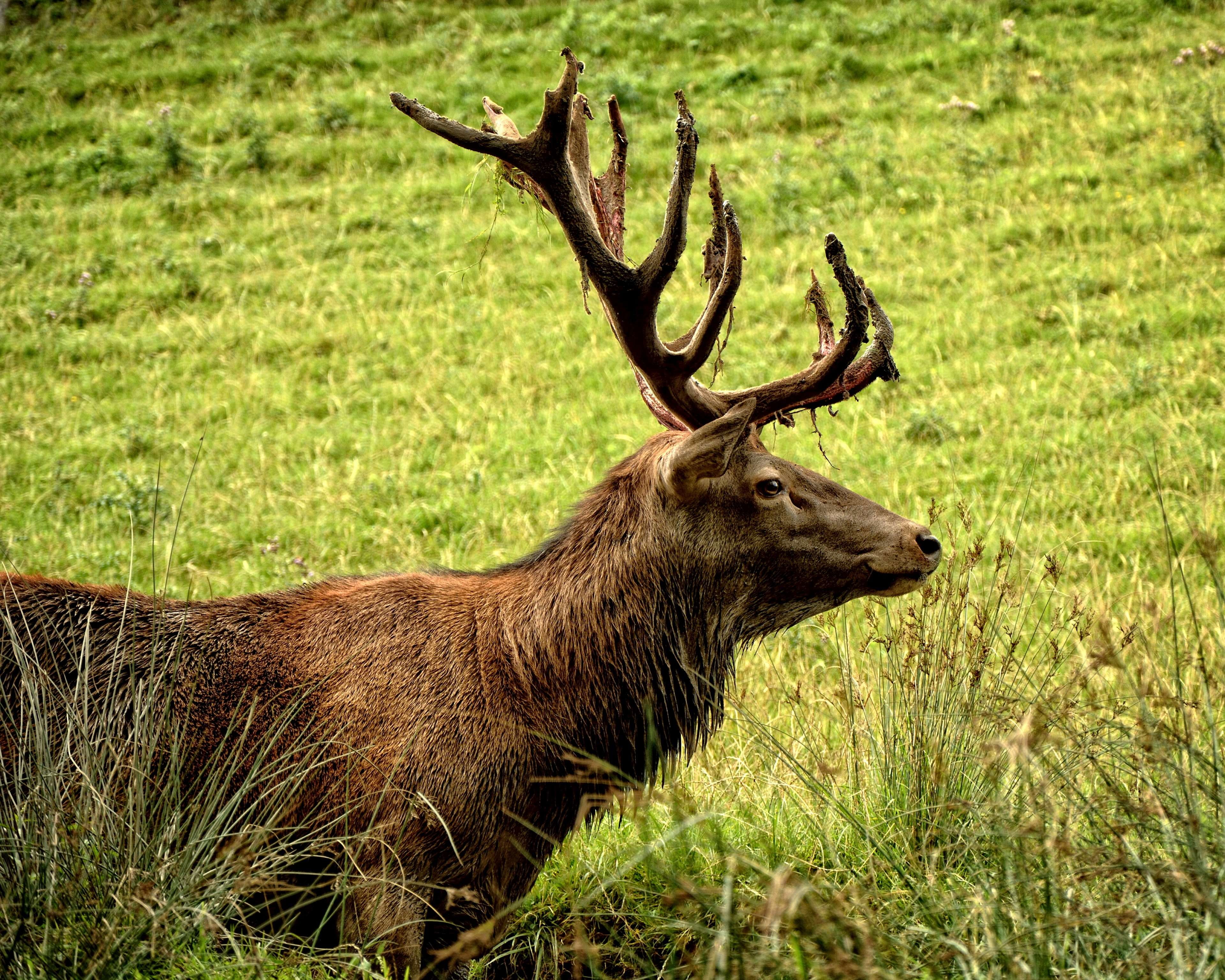 outdoors, stag, day, grass, red deer, animal themes, animal wildlife, forest, animals in the wild, paarhufer, field, cervus elaphus, land, wildlife, one animal, HD Wallpaper