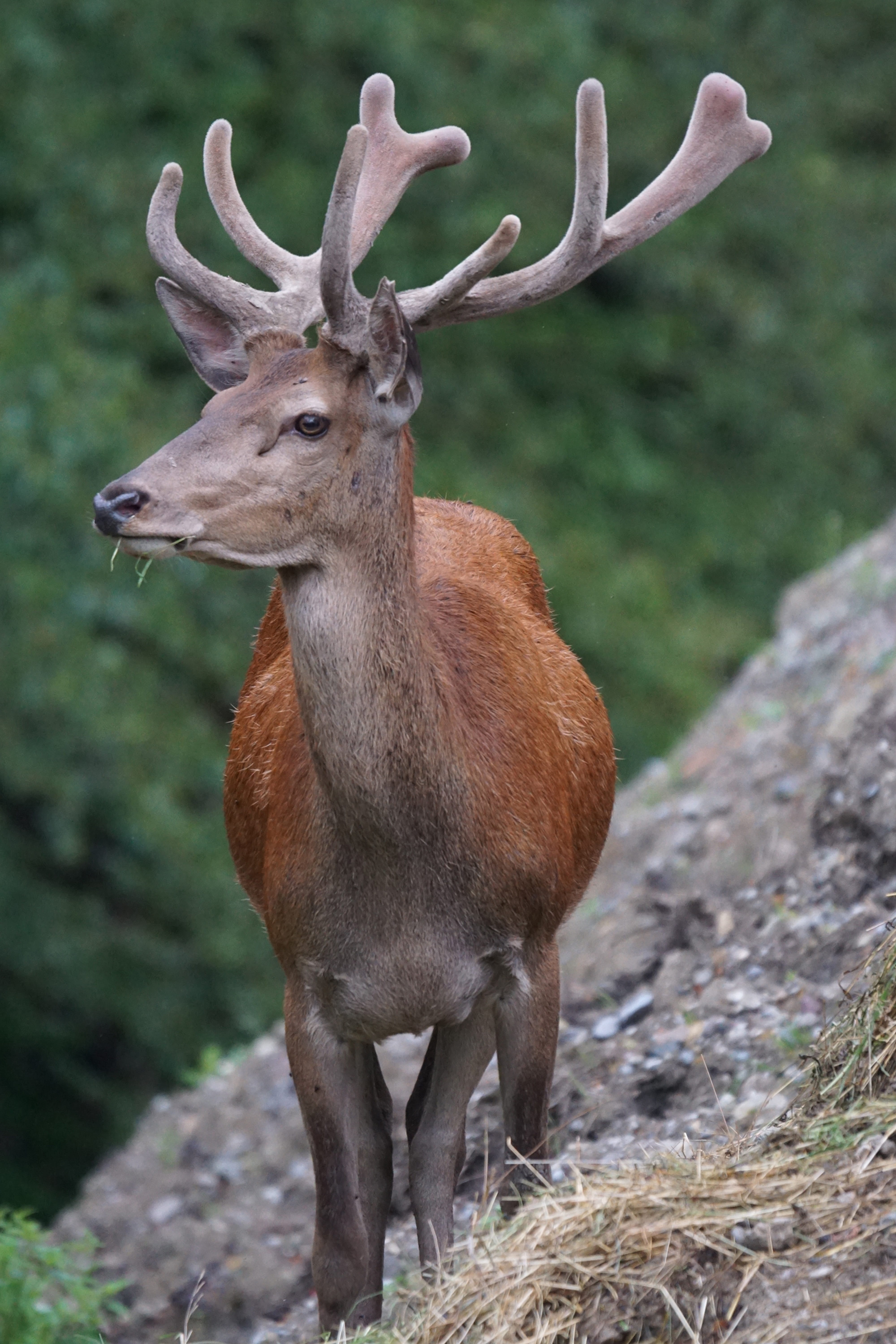 rock, red deer, animal, focus on foreground, standing, land, one animal, daytime, vertebrate, herbivorous, animals in the wild, plant, paarhufer, day, nature, Phone HD Wallpaper