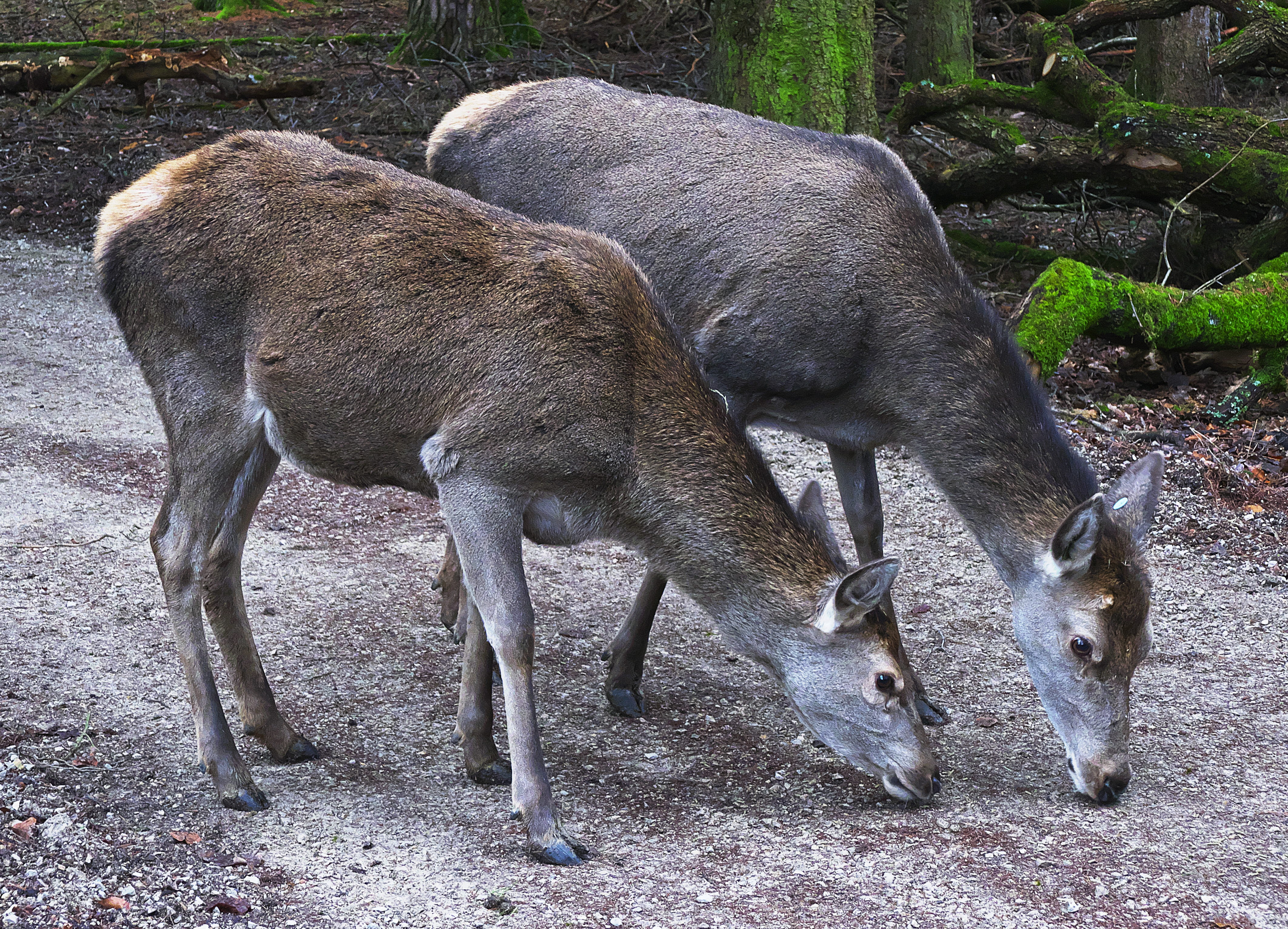 animals in the wild, wild animal, field, day, deer, forest biotope, vertebrate, animal, wildlife photography, group of animals, pets, cervus elaphus, 4K, HD Wallpaper