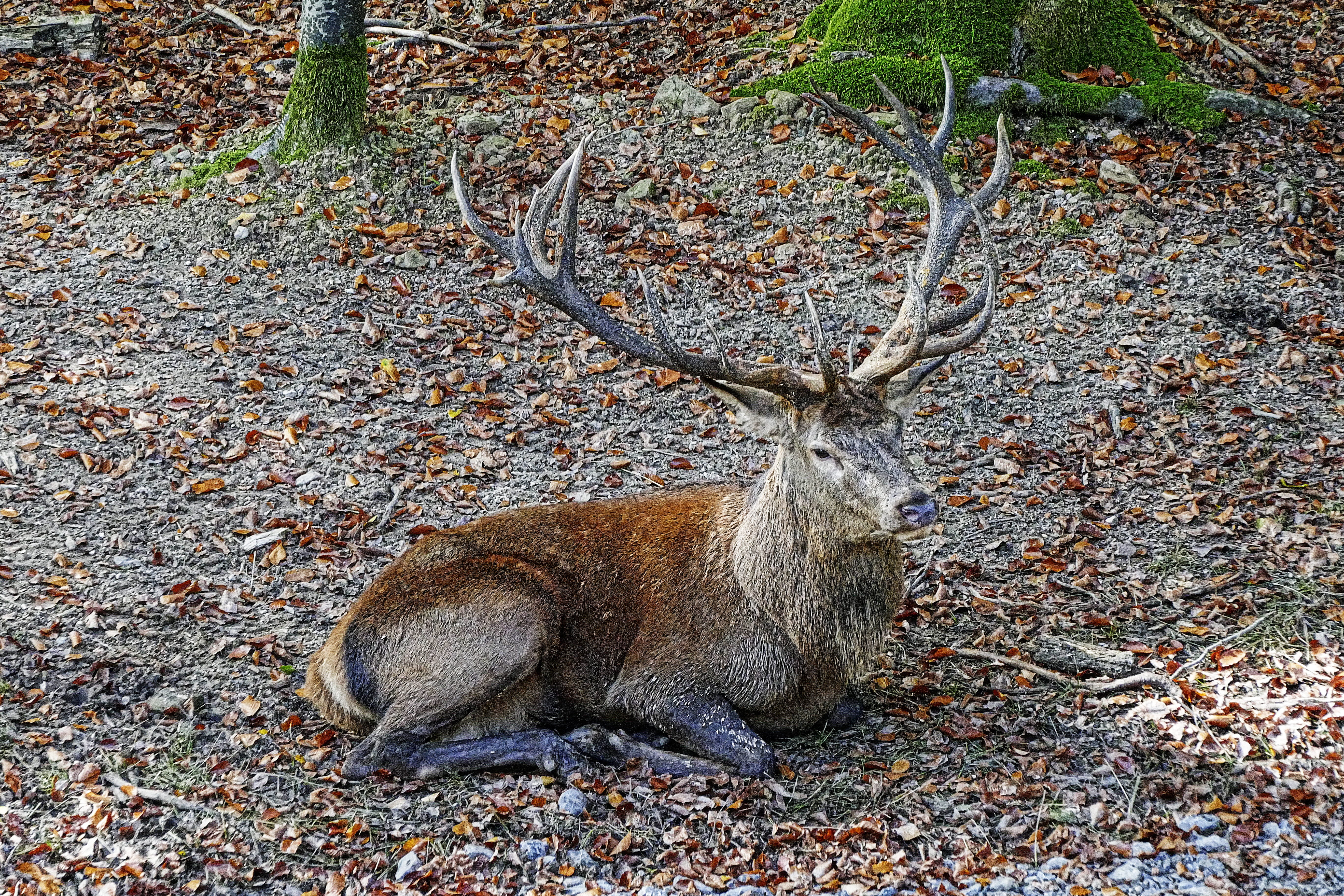 red deer, day, land, vertebrate, forest biotope, hunting trophy, noble deer, plant, forest, outdoors, resting, animal wildlife, tree, wild animal, animal themes, HD Wallpaper