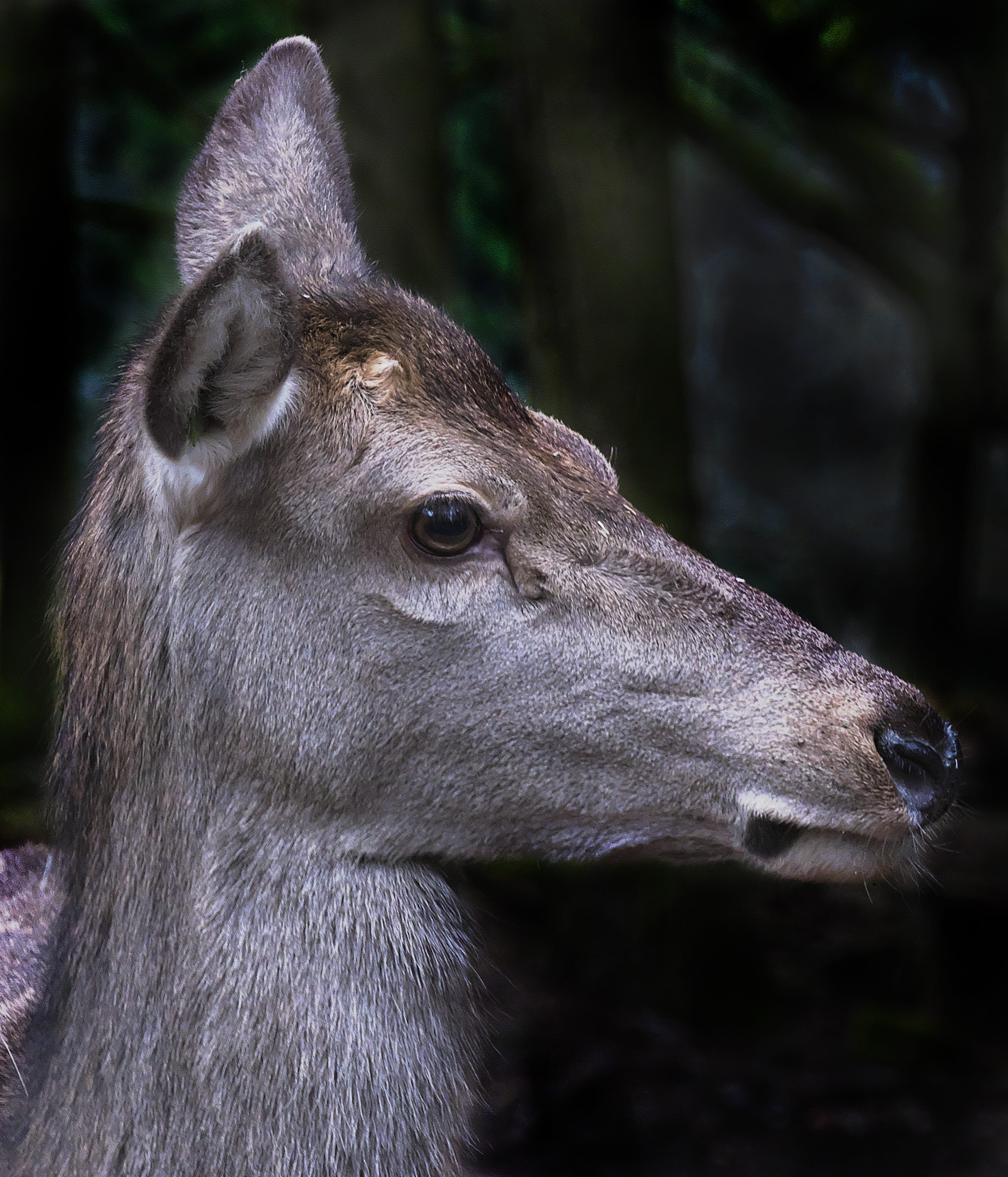nature, outdoors, animal mouth, doe, looking, animal eye, looking away, bald wild, domestic animals, one animal, no people, hind, mammal, animal wildlife, Phone HD Wallpaper