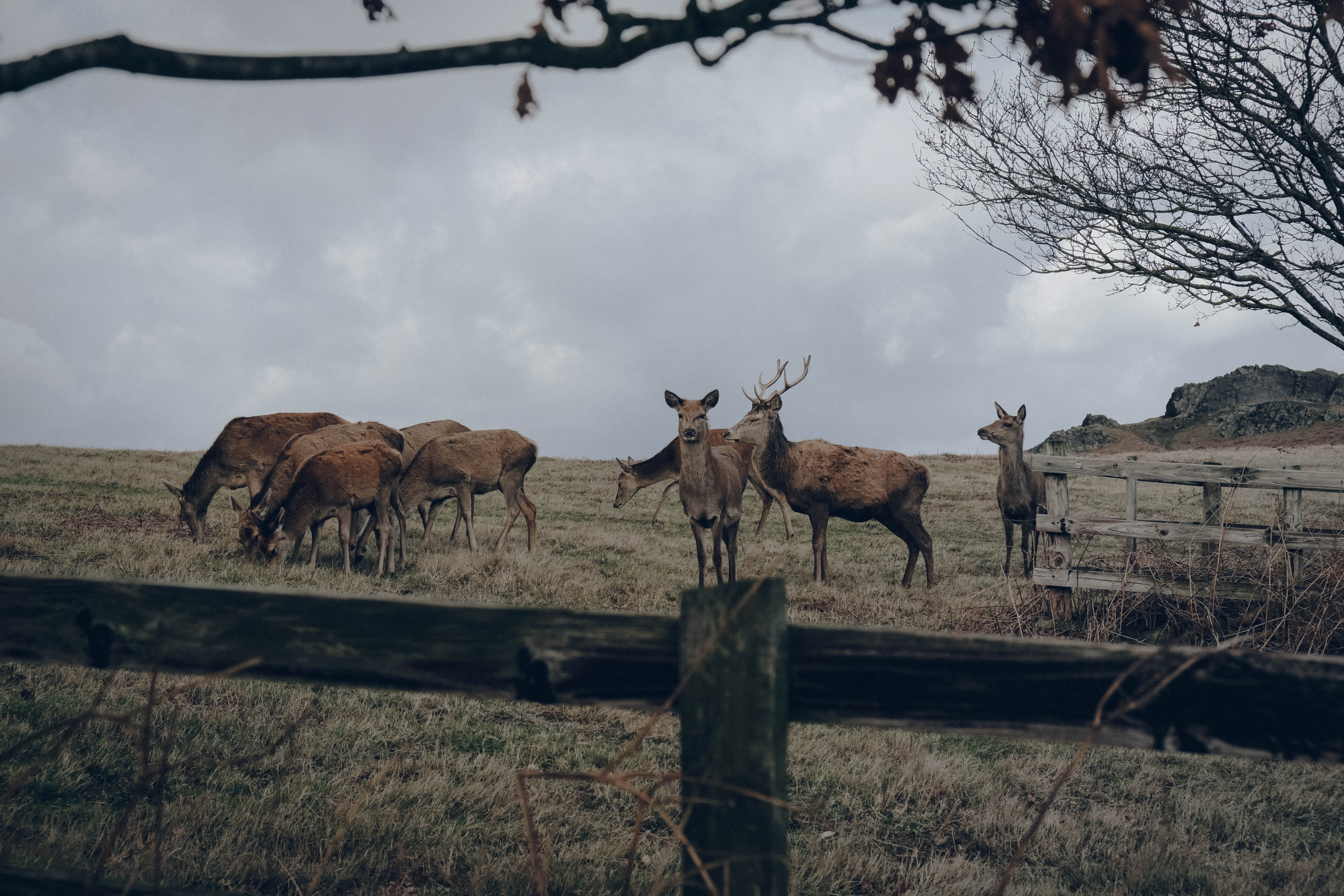 animal wildlife, herbivorous, elephant, sky, vertebrate, group of animals, tree, bull, park, land, plant, mammal, wildlife, herd, grass, bongo, cervus elaphus, HD Wallpaper