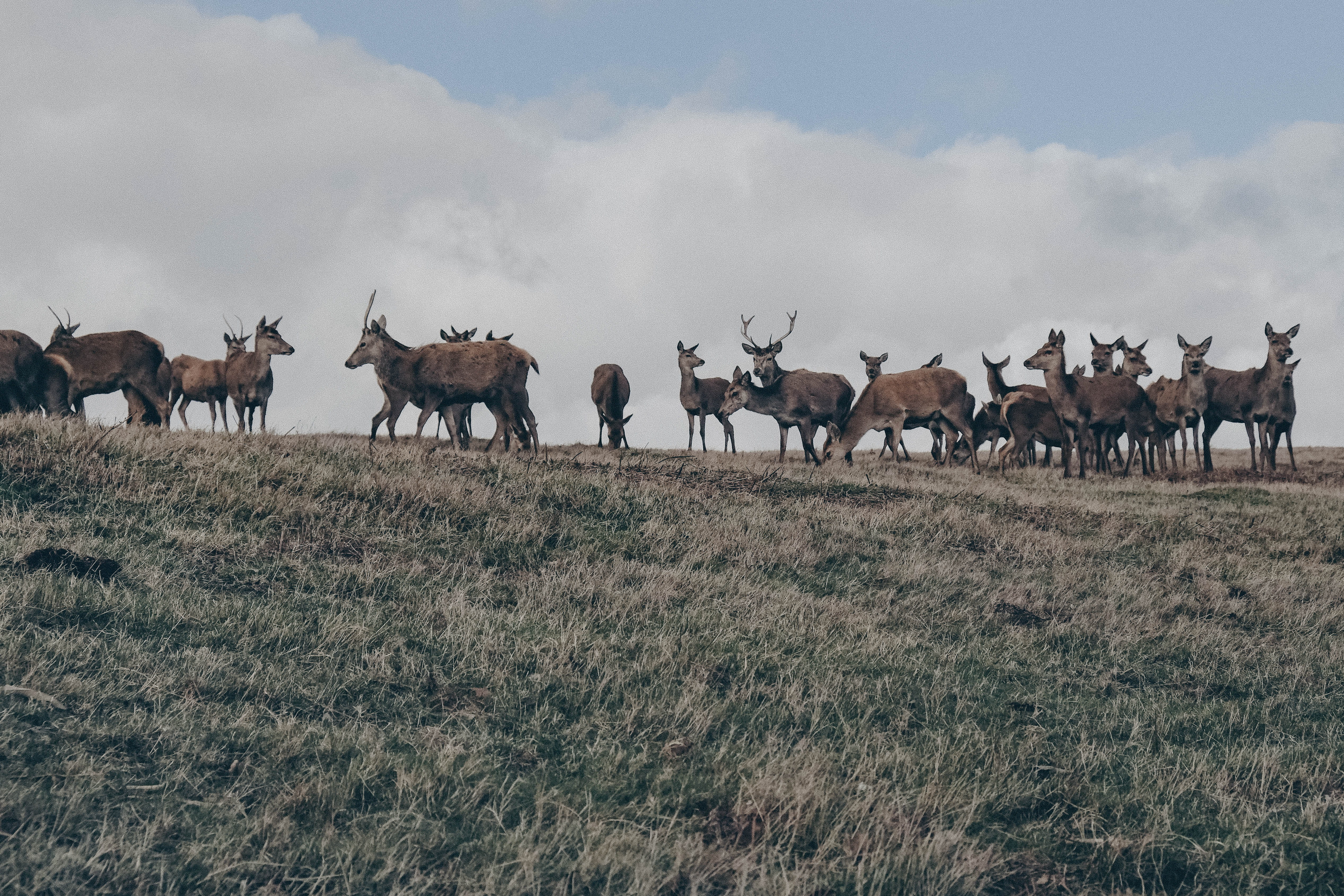 herbivorous, mammal, impala, cattle, animals in the wild, wildlife, animal, slope, elk, vertebrate, 4K, outdoors, cervus elaphus, horse, plant, large group of animals, HD Wallpaper