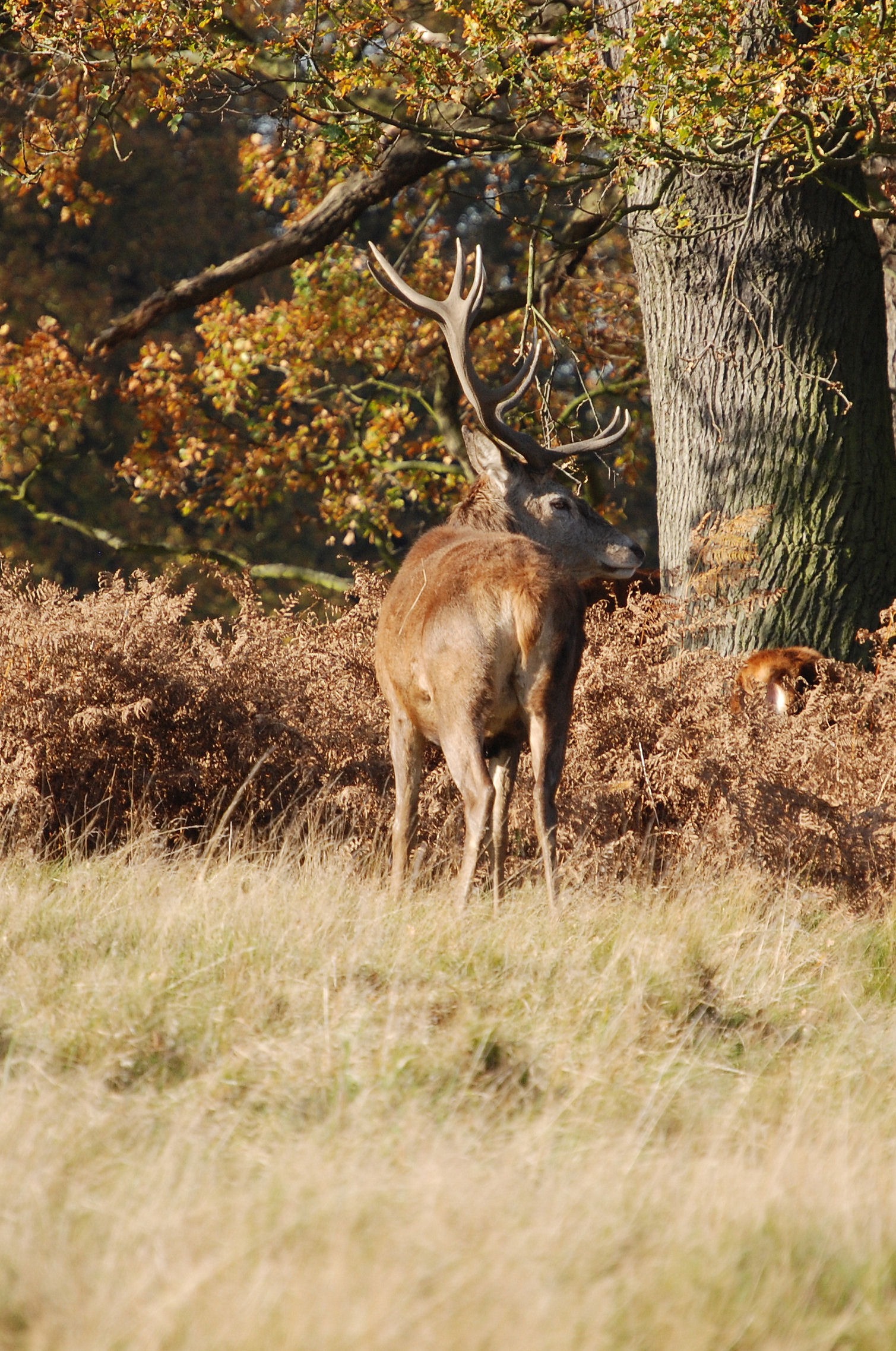 animal, day, herbivorous, domestic animals, outdoors, tree, red deer, deer, 1080P, plant, antlers, cervus elaphus, no people, land, wildlife, nature, field, Phone HD Wallpaper