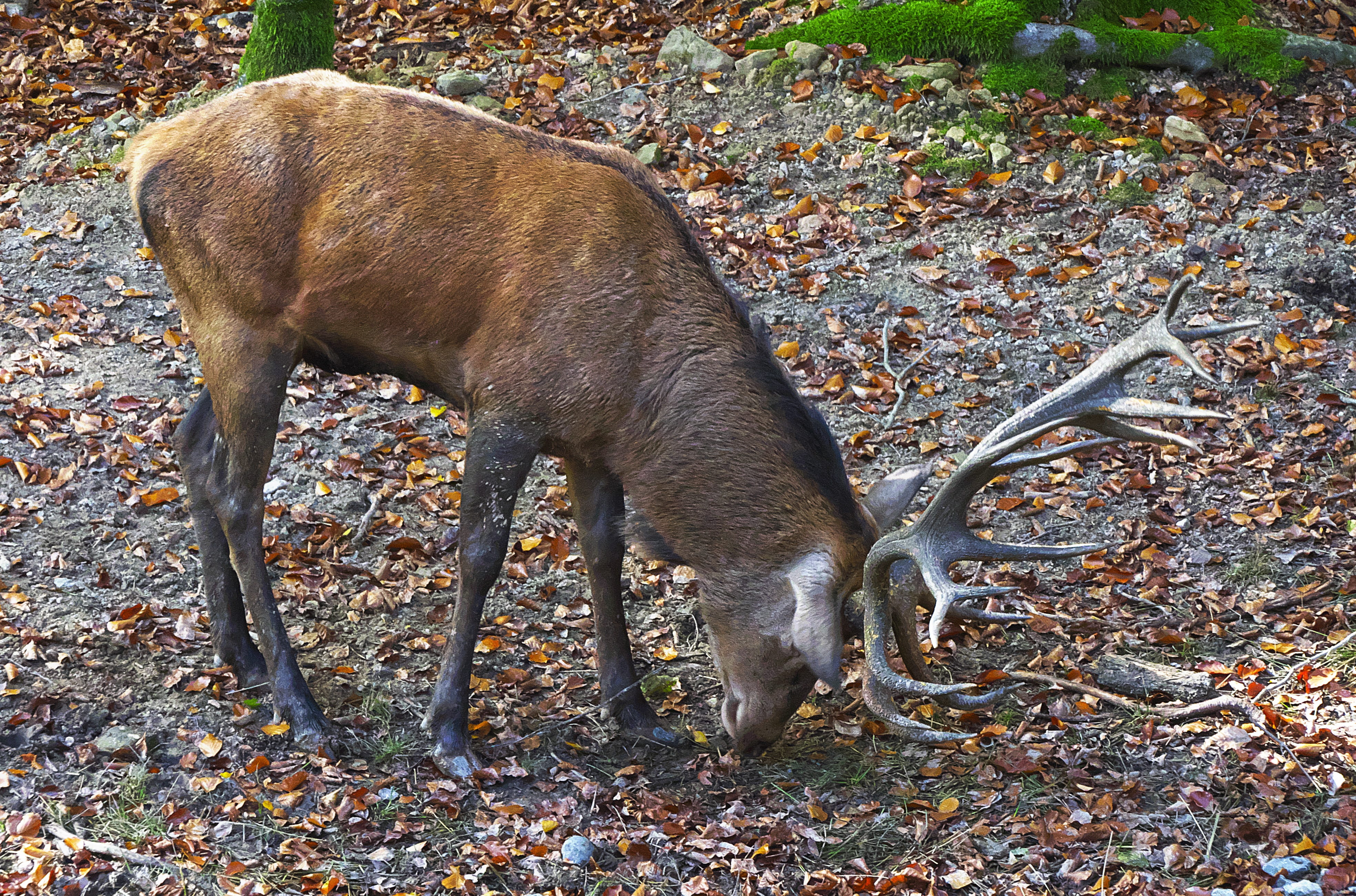 pets, animal wildlife, field, domestic, cervus elaphus, herbivorous, brown, land, forest, wild animal, one animal, animals in the wild, freilebend, vertebrate, HD Wallpaper