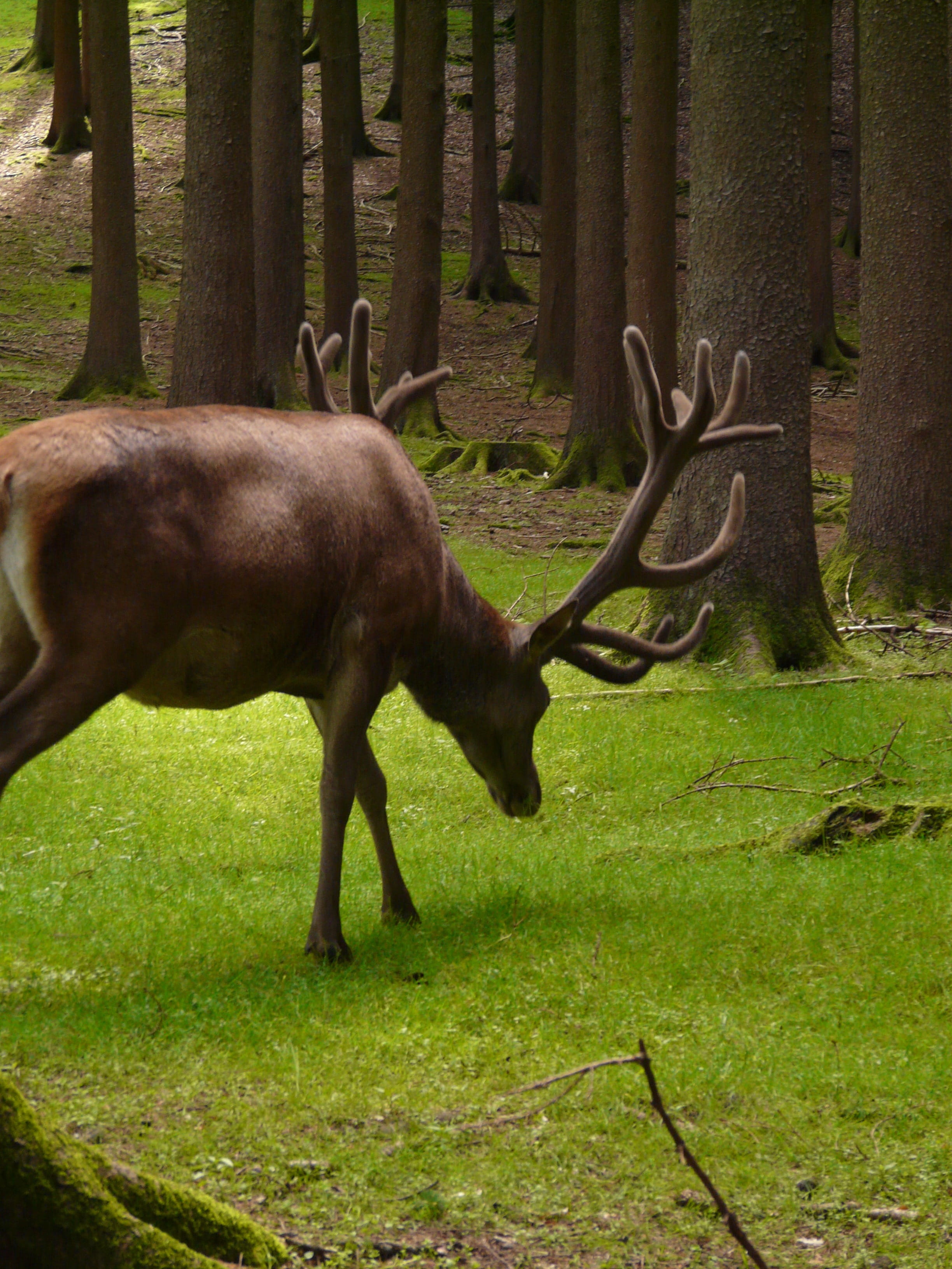 hirsch, red deer, graze, 2K, animals in the wild, antler, vertebrate, one animal, day, paarhufer, cervidae, herbivorous, nature, grass, outdoors, field, Phone HD Wallpaper
