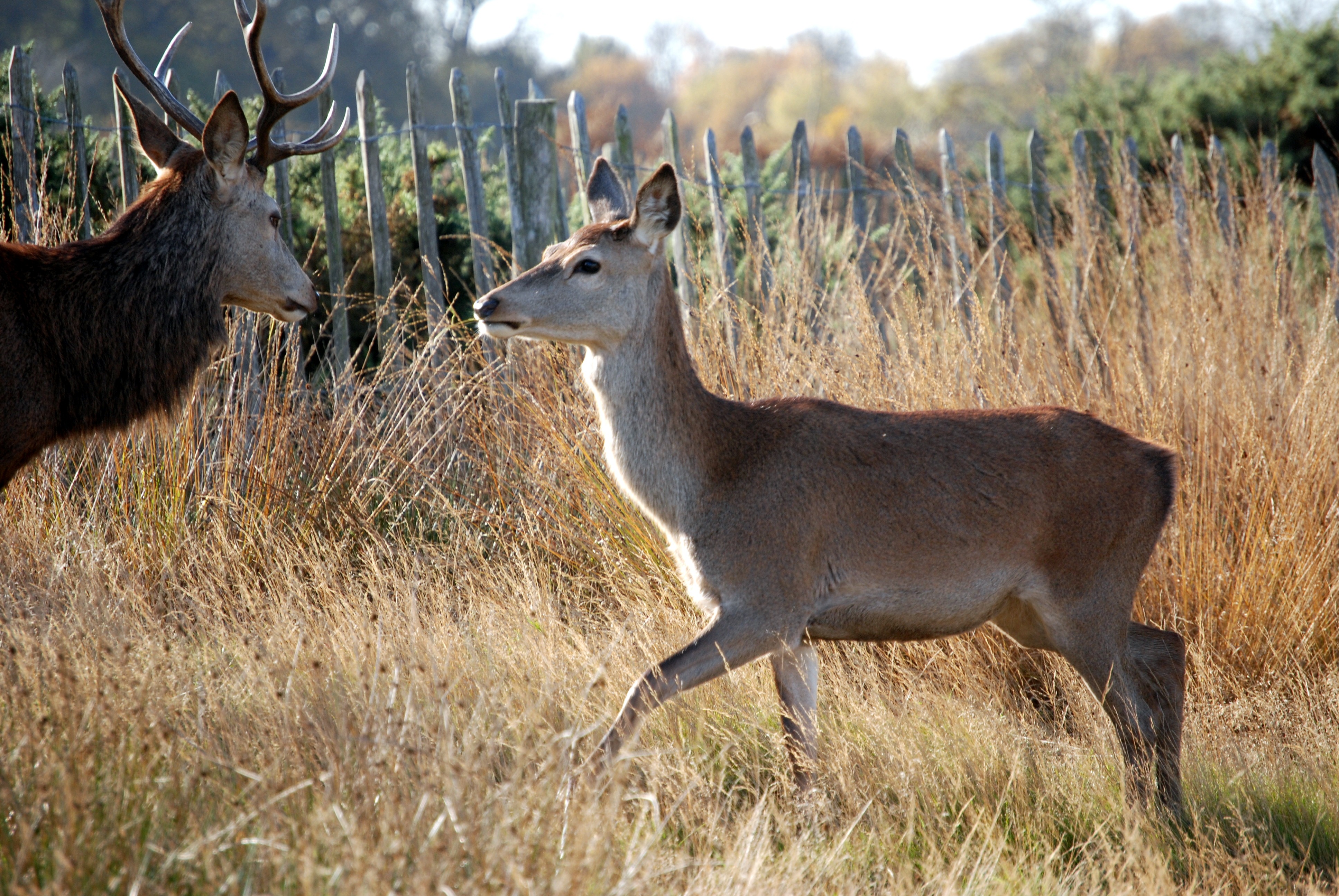 mammal, field, richmond park, day, plant, grass, vertebrate, no people, animal themes, animal wildlife, land, two animals, animals in the wild, domestic animals, HD Wallpaper