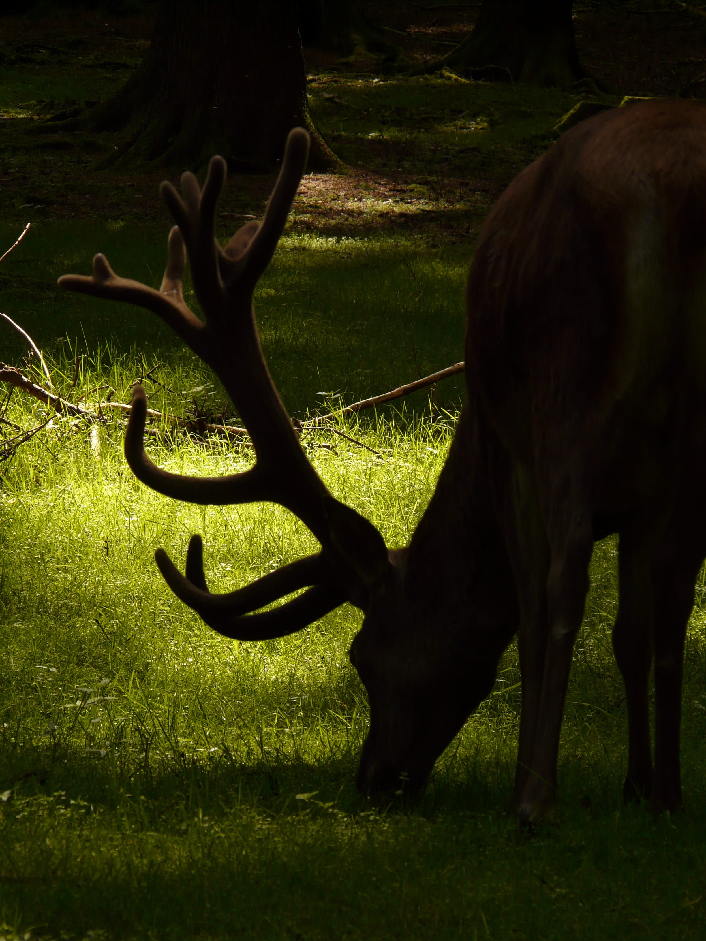 cervidae, silhouette, real deer, one animal, animal wildlife, field, vertebrate, land, forest, no people, day, animal themes, Hirsch, herbivorous, meadow, Phone HD Wallpaper