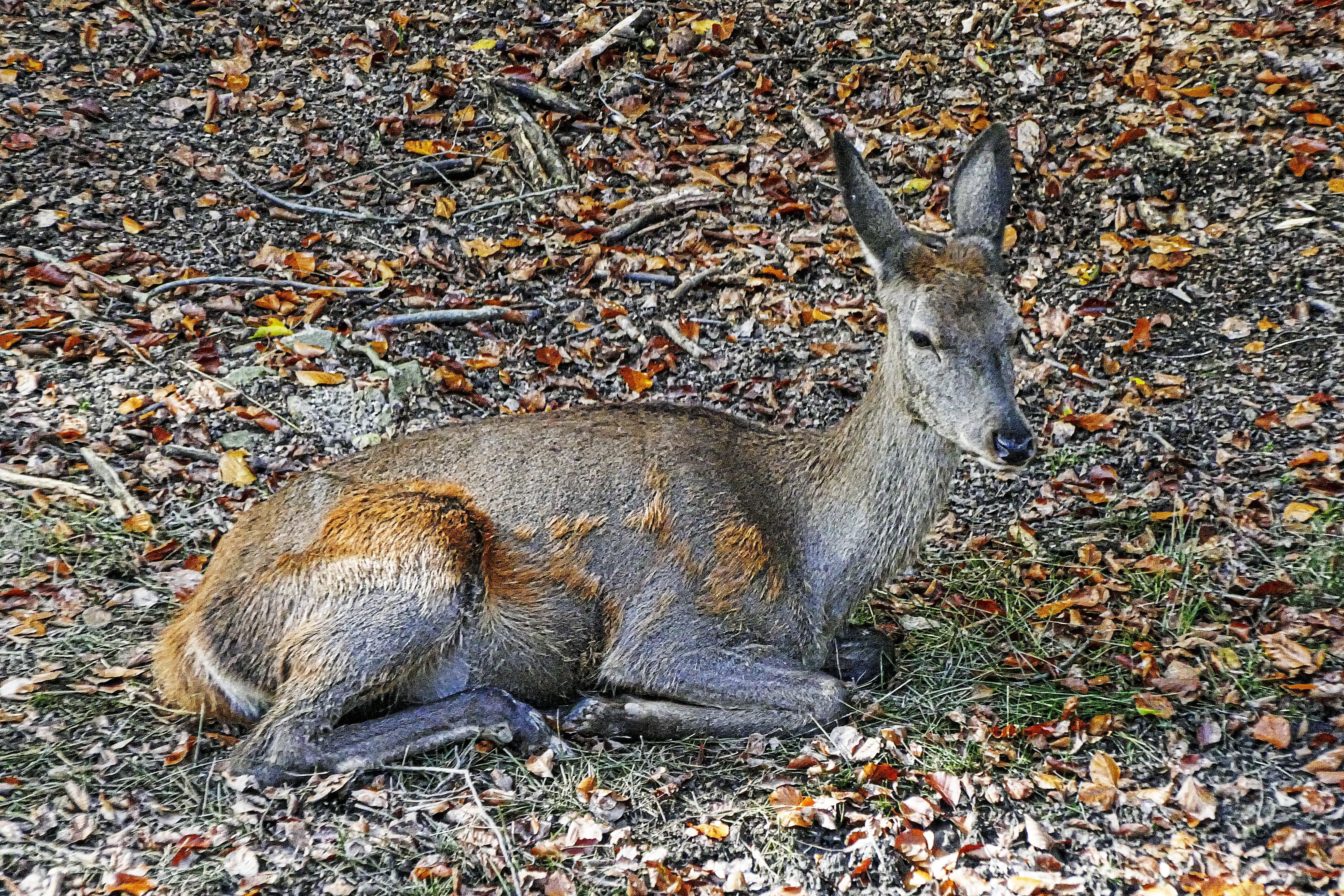 freilebend, no people, animal themes, hind, animal, wild animal, mammal, cervus elaphus, vertebrate, brown, plant part, leaf, animal wildlife, one animal, HD Wallpaper