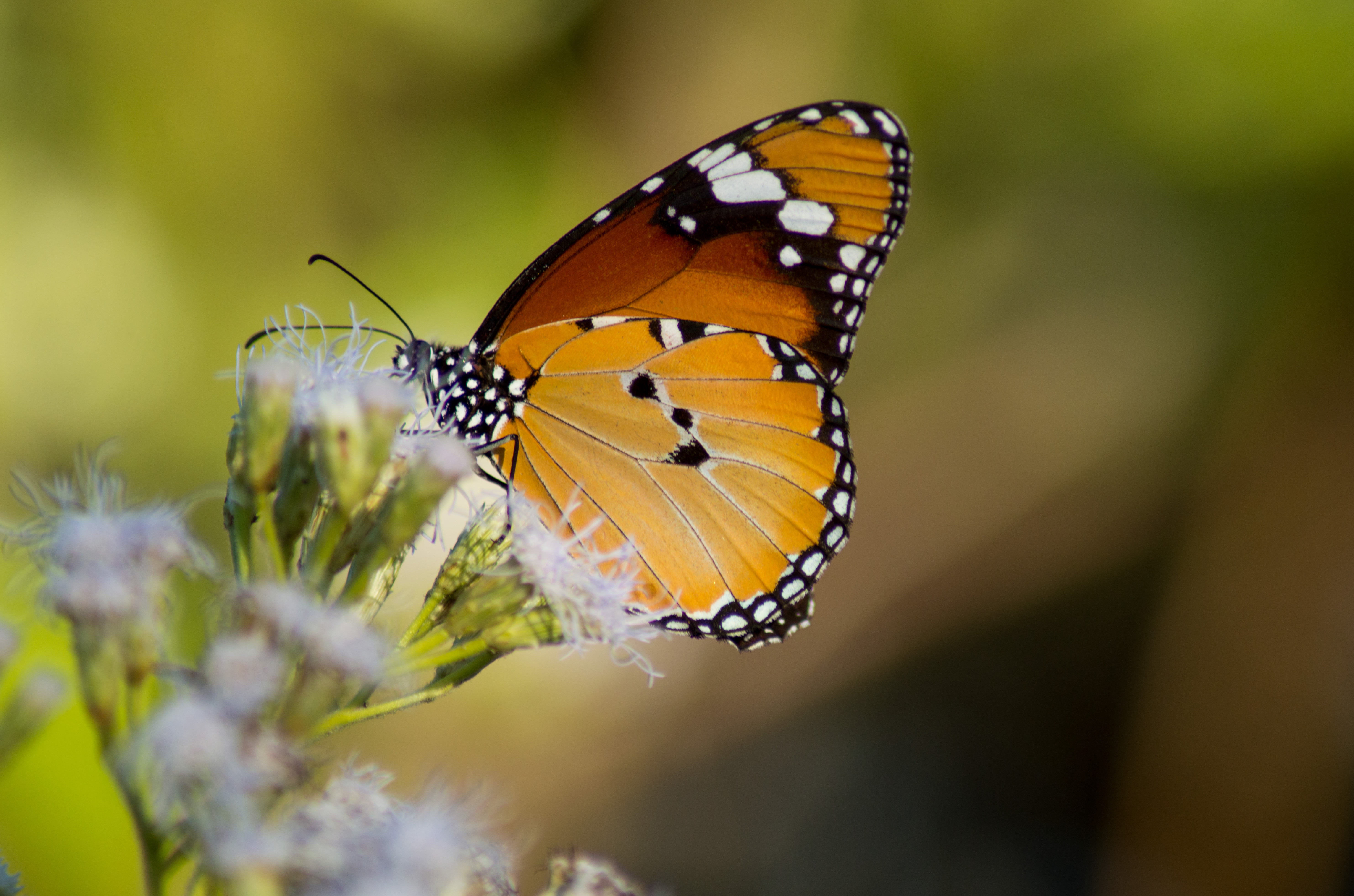 close, outdoor, insect, Nature, black and brown, D3200, Nikon, 5K, Bokeh, AF, Tiger, brown, Butterfly, Macro, black, close up, Di, animal, photo, TAMRON, HD Wallpaper