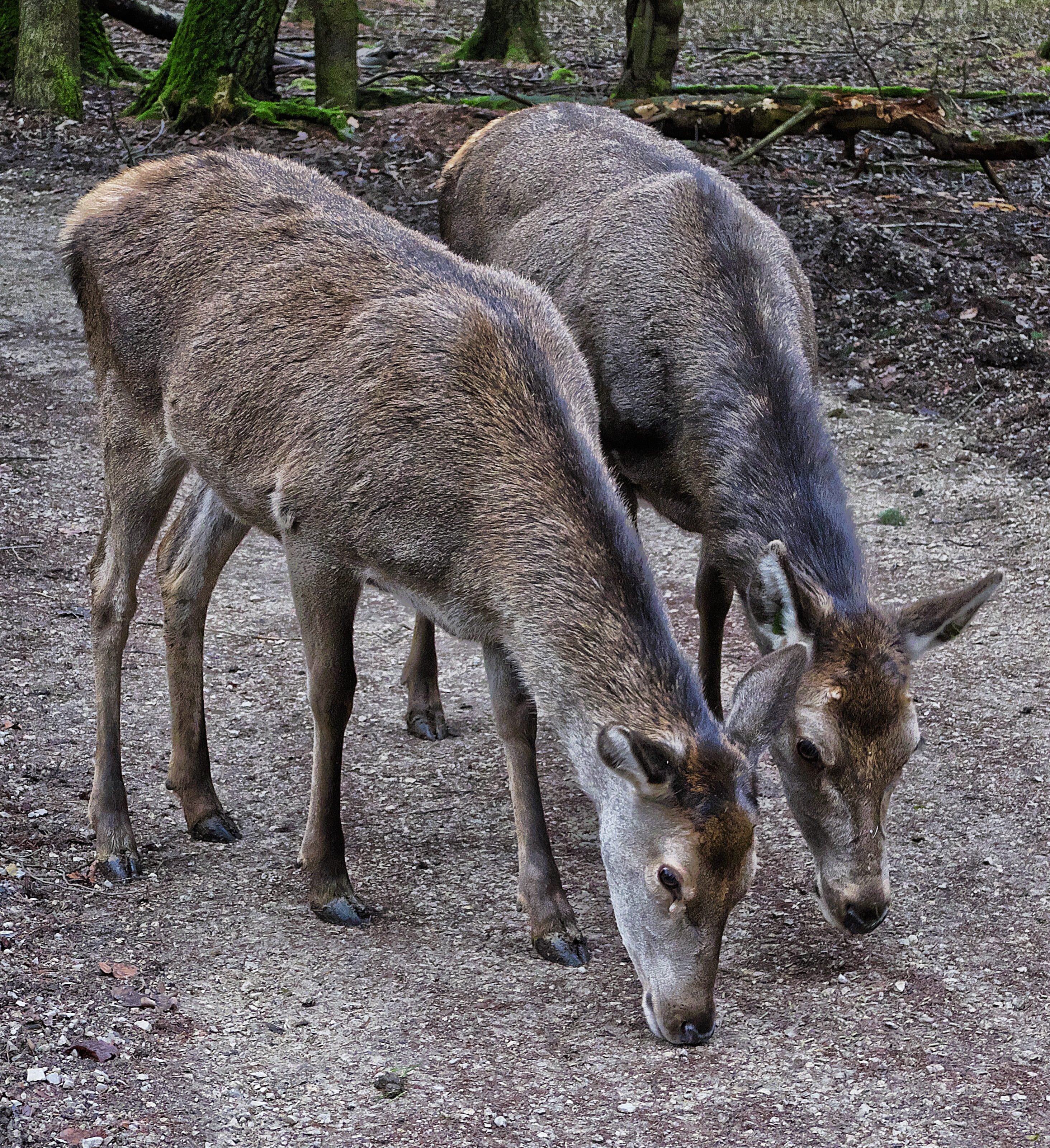 bald wild, freilebend, animal, animal family, animal themes, group of animals, day, forest, wild animal, hinde, land, two animals, vertebrate, no people, Phone HD Wallpaper