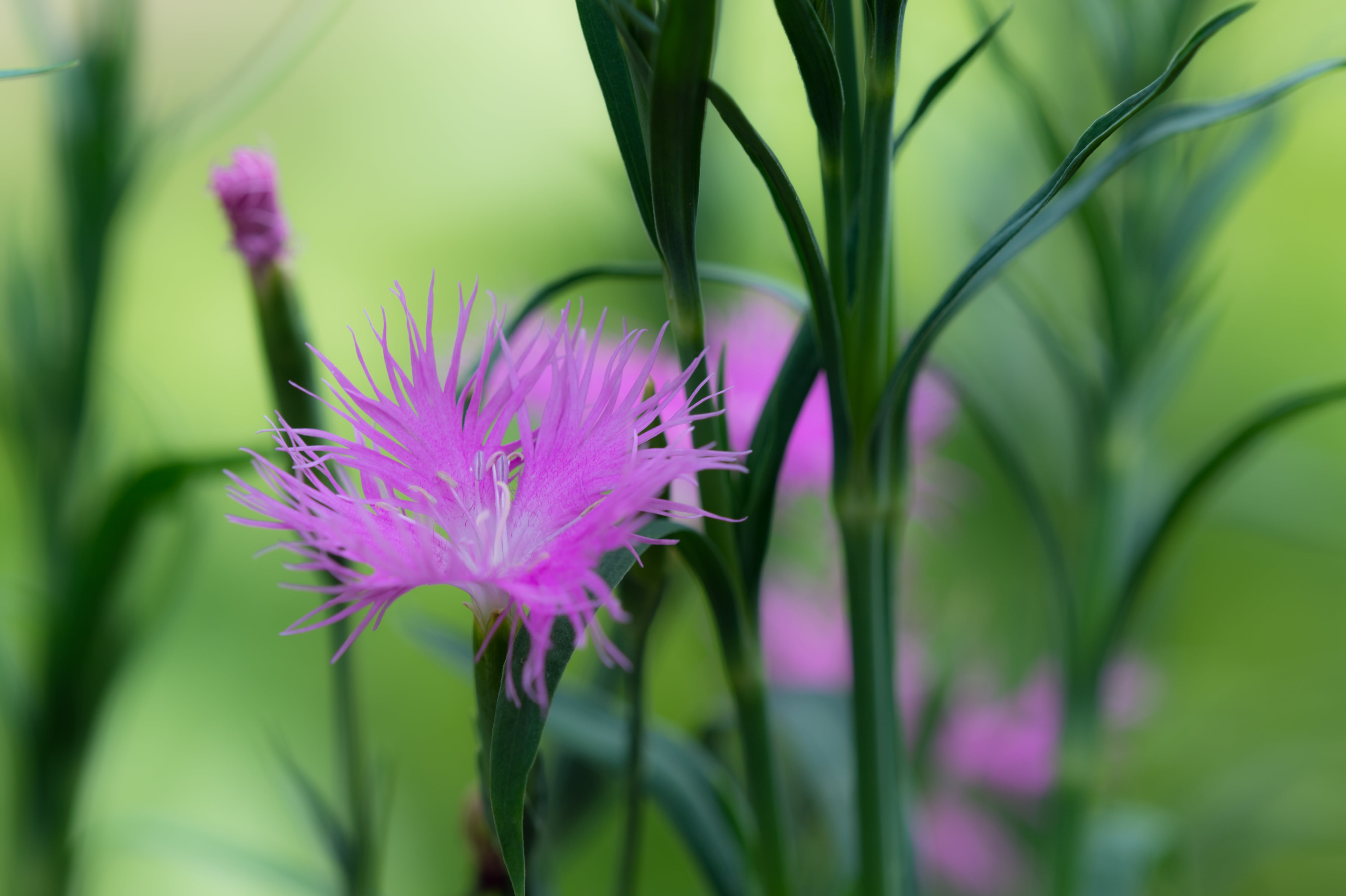 Flower, purple, Nadeshiko, Tokyo  Japan, f/4D, Micro, 4K, nature, Macro, AF, petaled, Ai, plant, IF, ED, マクロ, Nikkor, Nikon D4, Sumida  Tokyo, HD Wallpaper