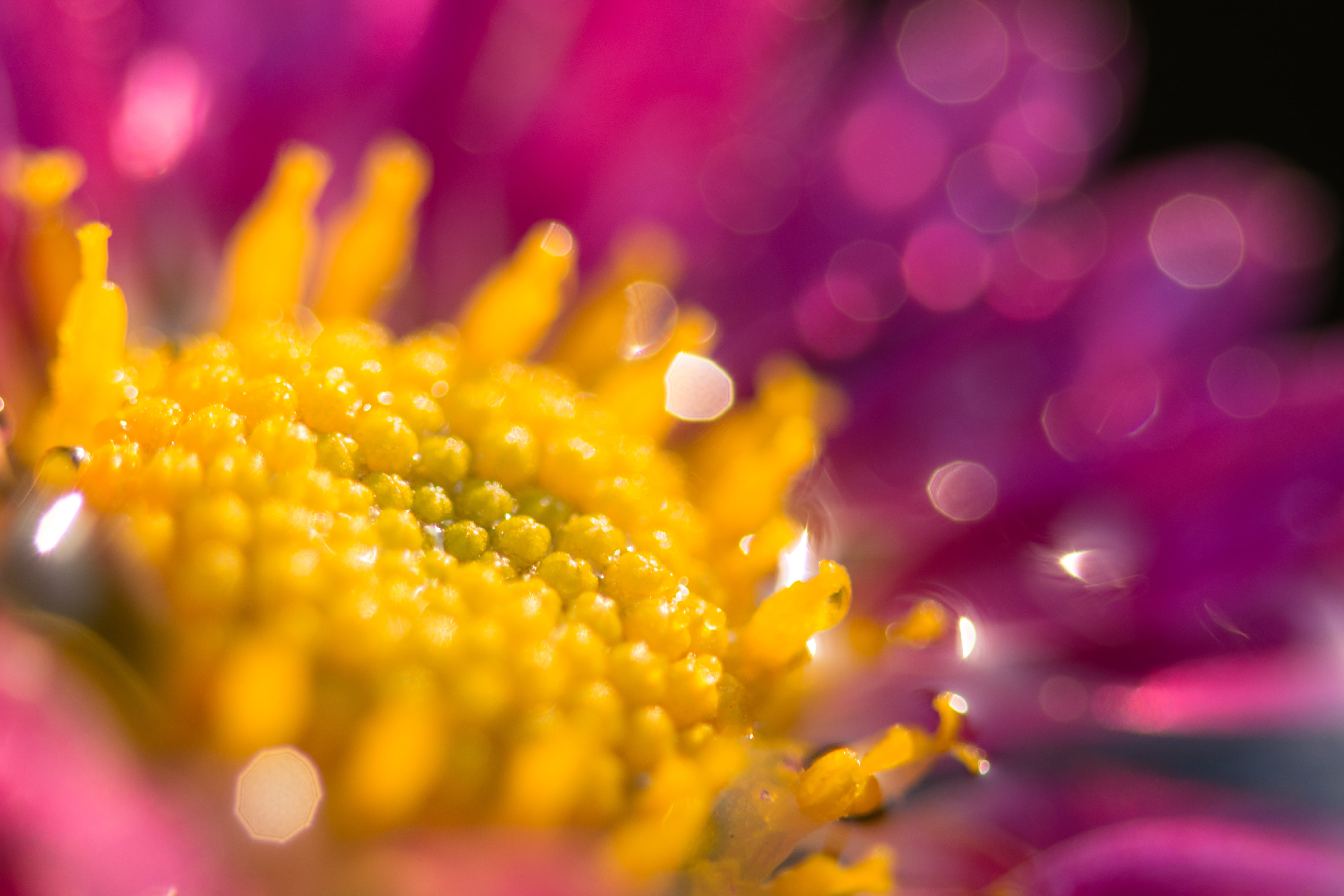 Droplet, textile, petal, 花, yellow, nature, AF, Nikon D5200, Micro, f/4D, IF, Flower, 5K, Ai, plant, Nikkor, droplets, Shiny, summer, Macro, close-up, HD Wallpaper