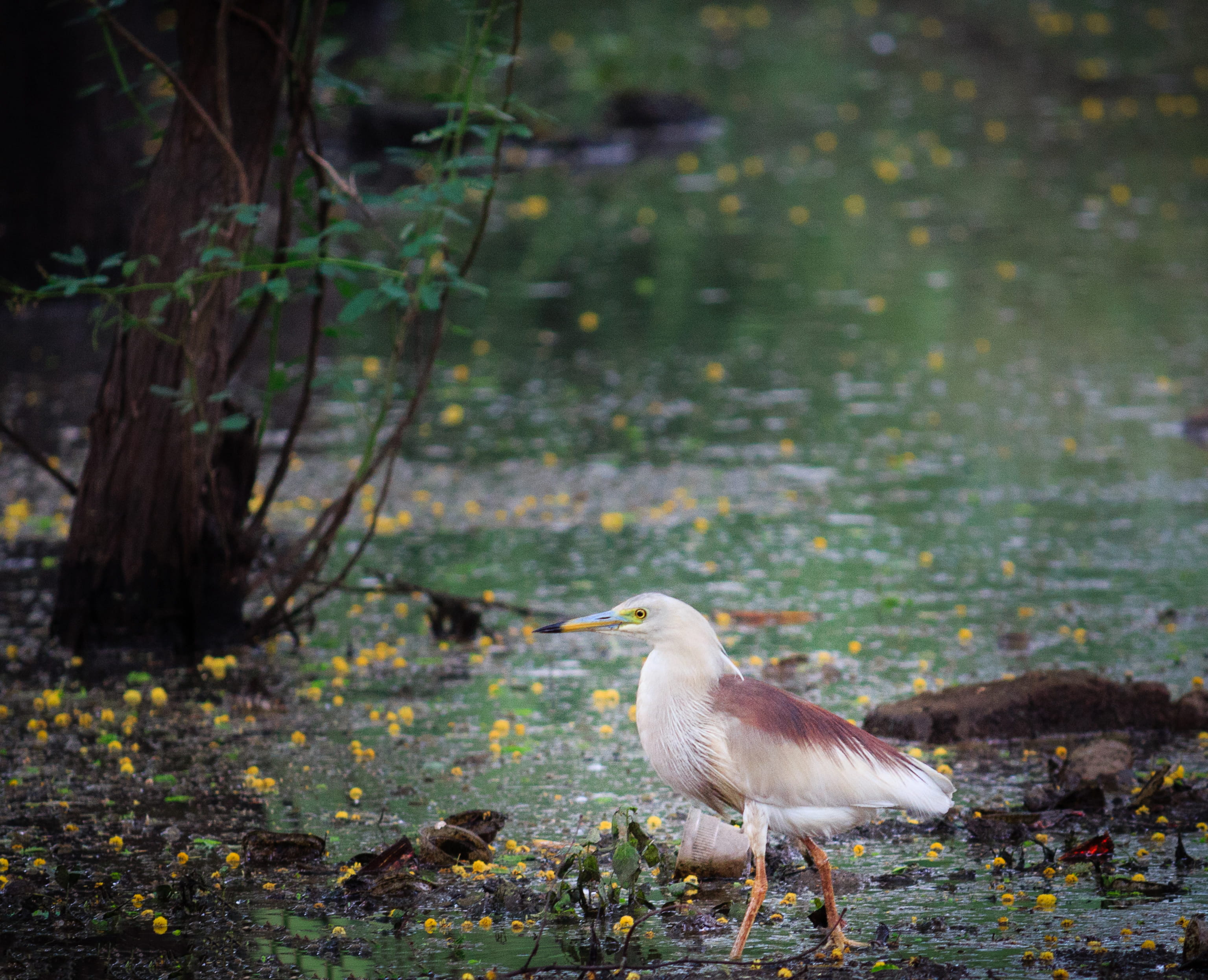 closeup, animal wildlife, focus on foreground, outdoors, day, brown, one animal, side view, no people, nature, tree, animal themes, eyes, india, swamp, HD Wallpaper