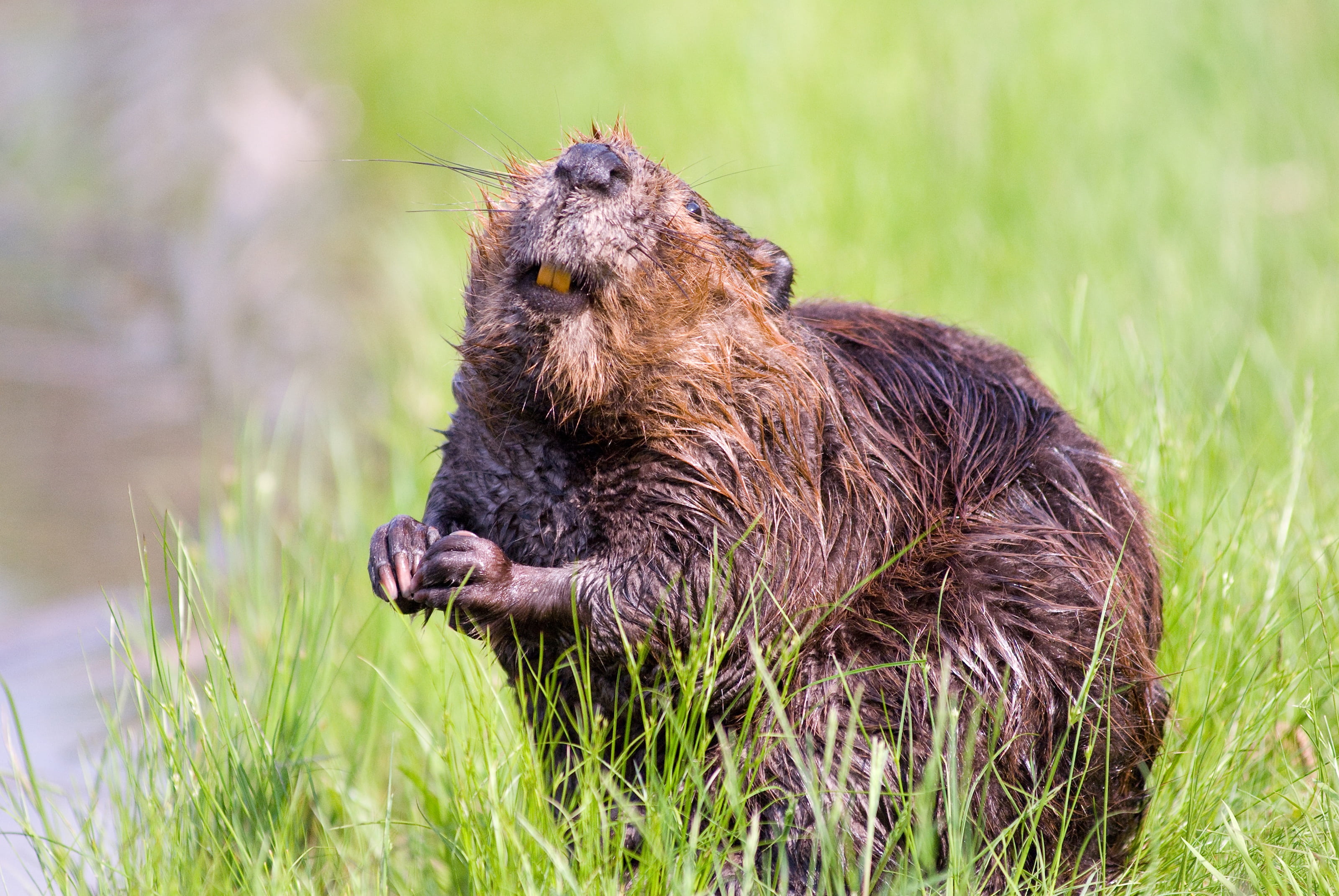 grass, day, aquatic, animal wildlife, mammal, portrait, beaver, selective focus, animals in the wild, outdoors, plant, pond, fur, no people, one animal, HD Wallpaper