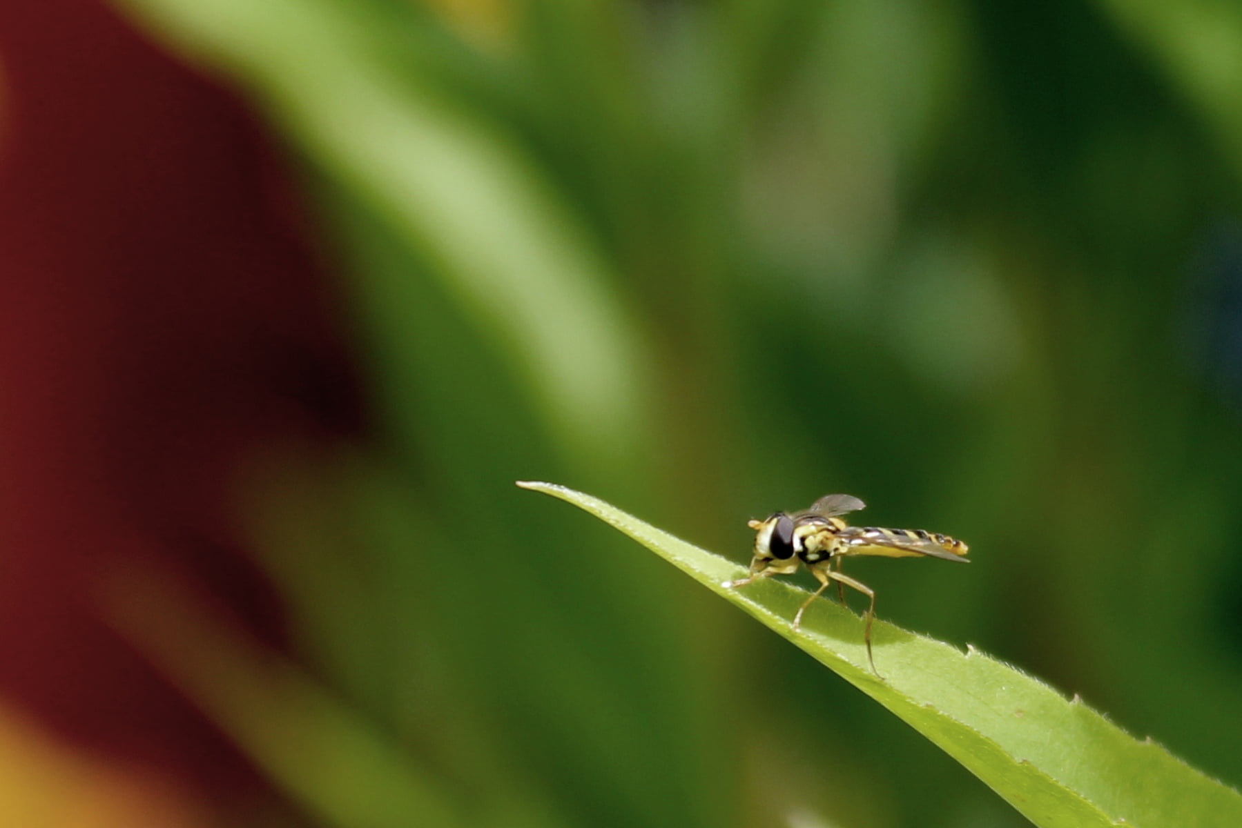 black, close-up, summer, garden, black wasp, leaf, family, Syrphidae, plant  taxonomy, animal, 720P, yellow, fly, green Color, hoverfly, macro, nature, HD Wallpaper