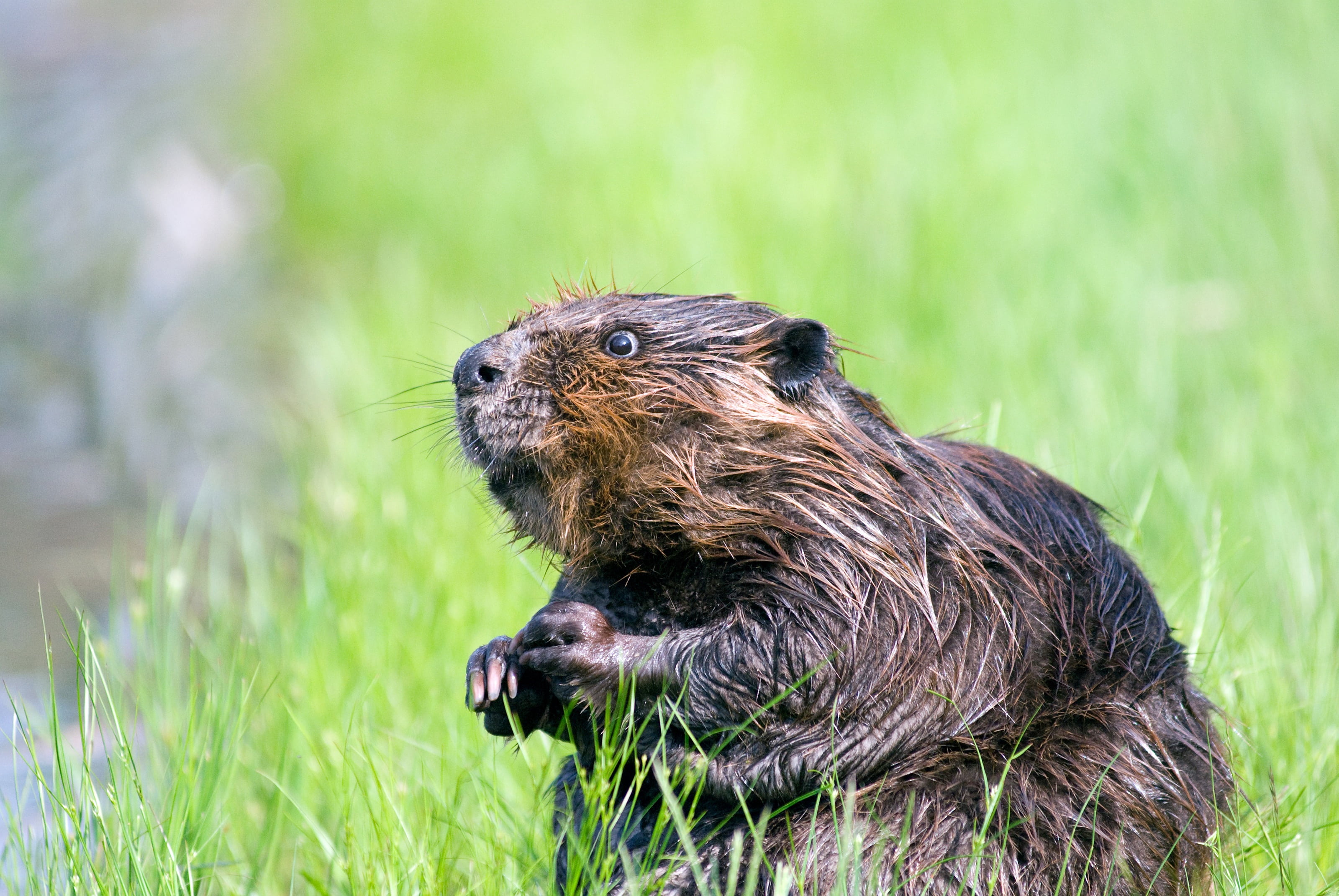 focus on foreground, photo, cute, shallow, outdoors, water, standing, mammal, plant, focus, fur, wildlife, nature, looking, grass, one animal, vertebrate, HD Wallpaper