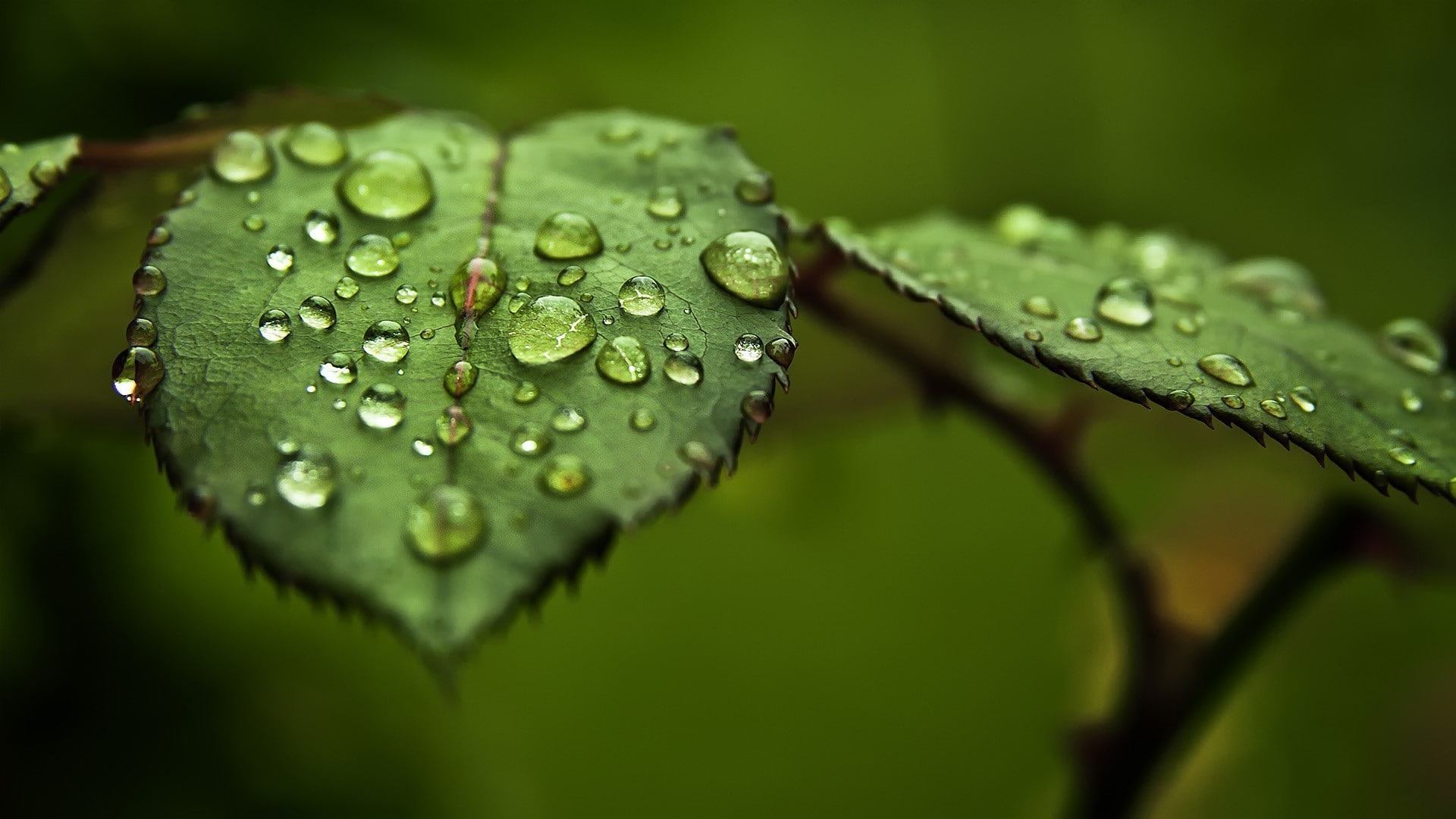 leaves, dew, drops, macro, water, 1080P, water drops, HD Wallpaper
