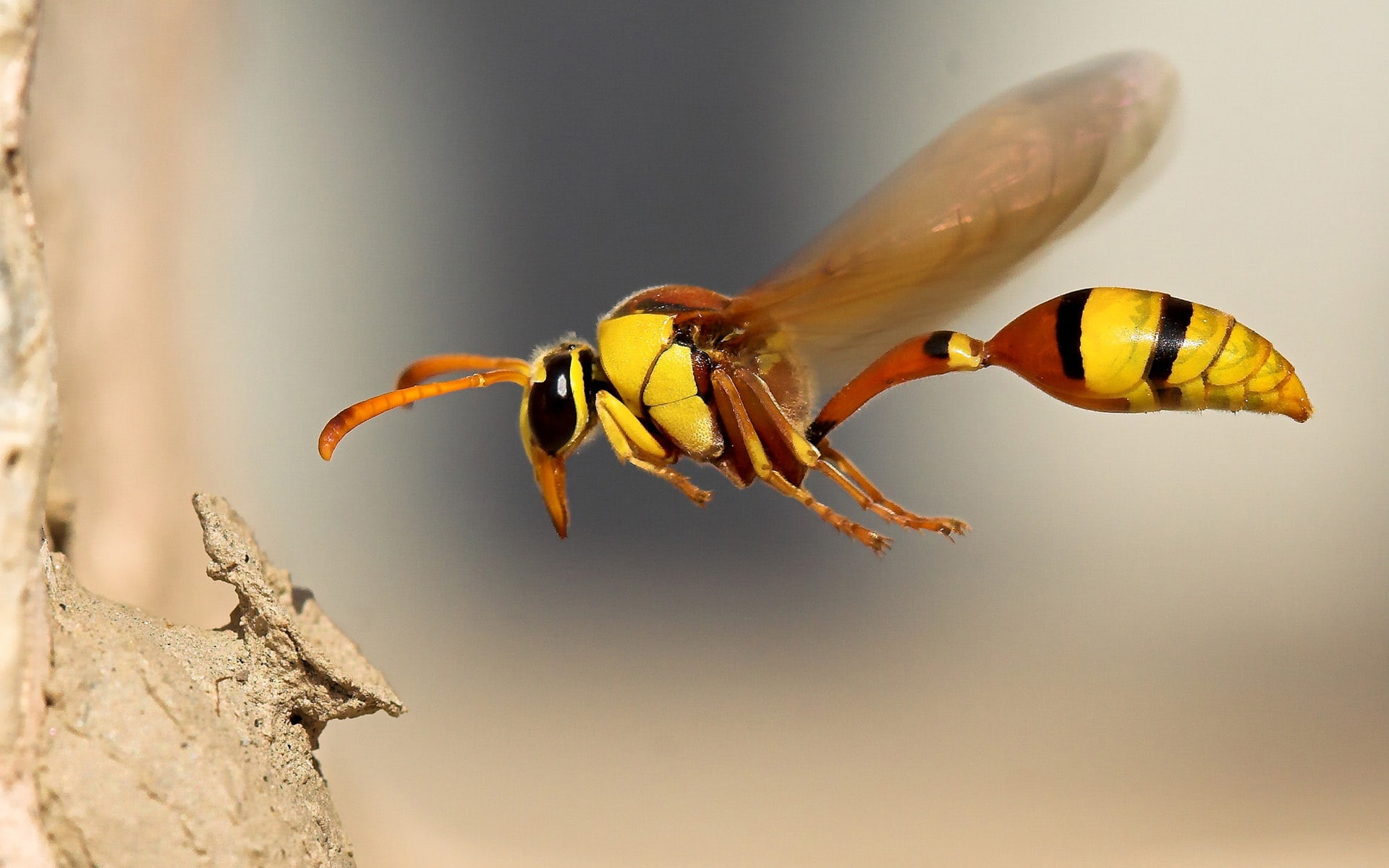 ichneumon, Insect, close, 1080P, Wasp, HD Wallpaper