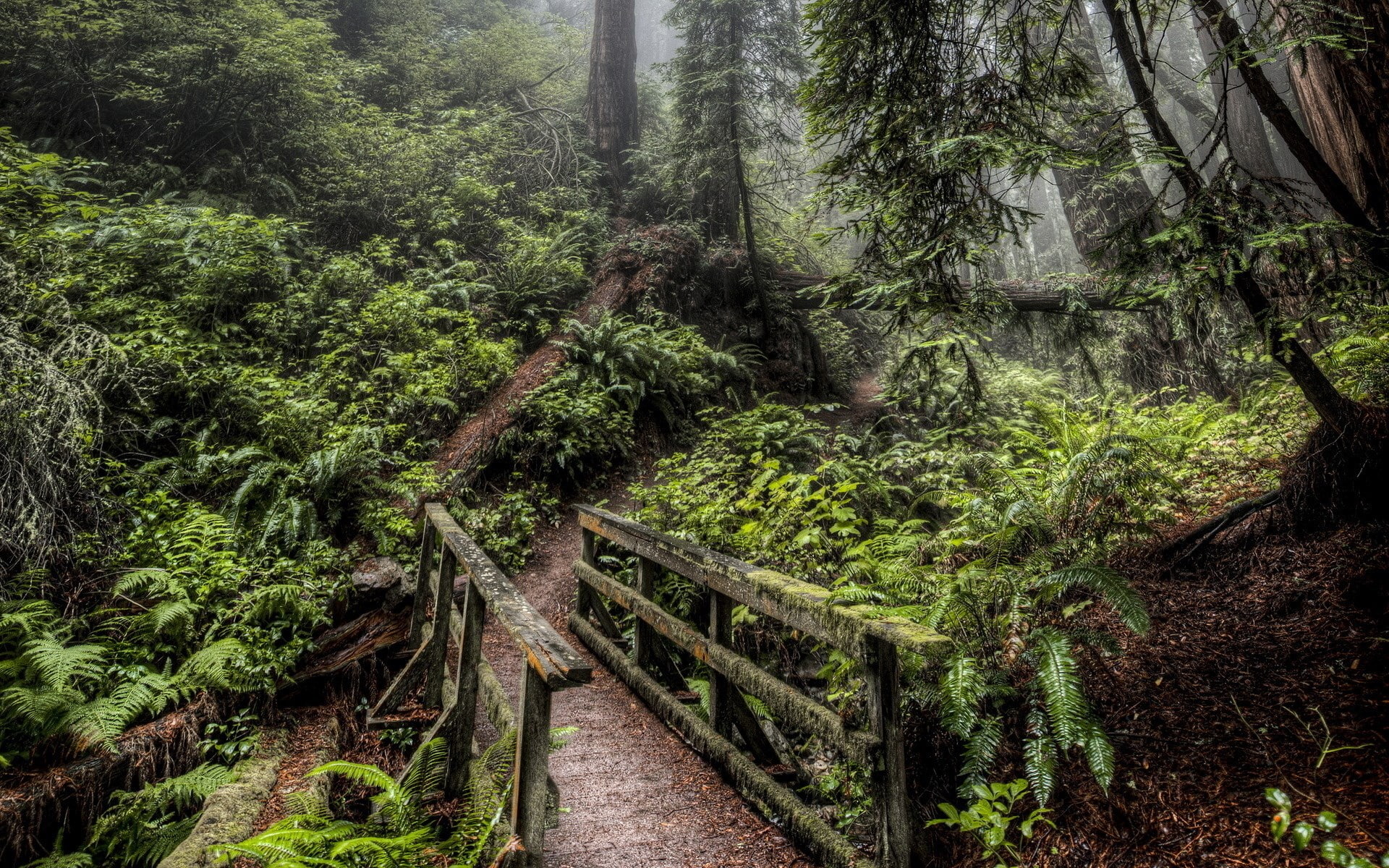 wood - material, outdoors, land, connection, plant, tree, green color, no people, 1080P, unbelievably beautiful pictures nature 1920x1200, woodland, lush foliage, HD Wallpaper