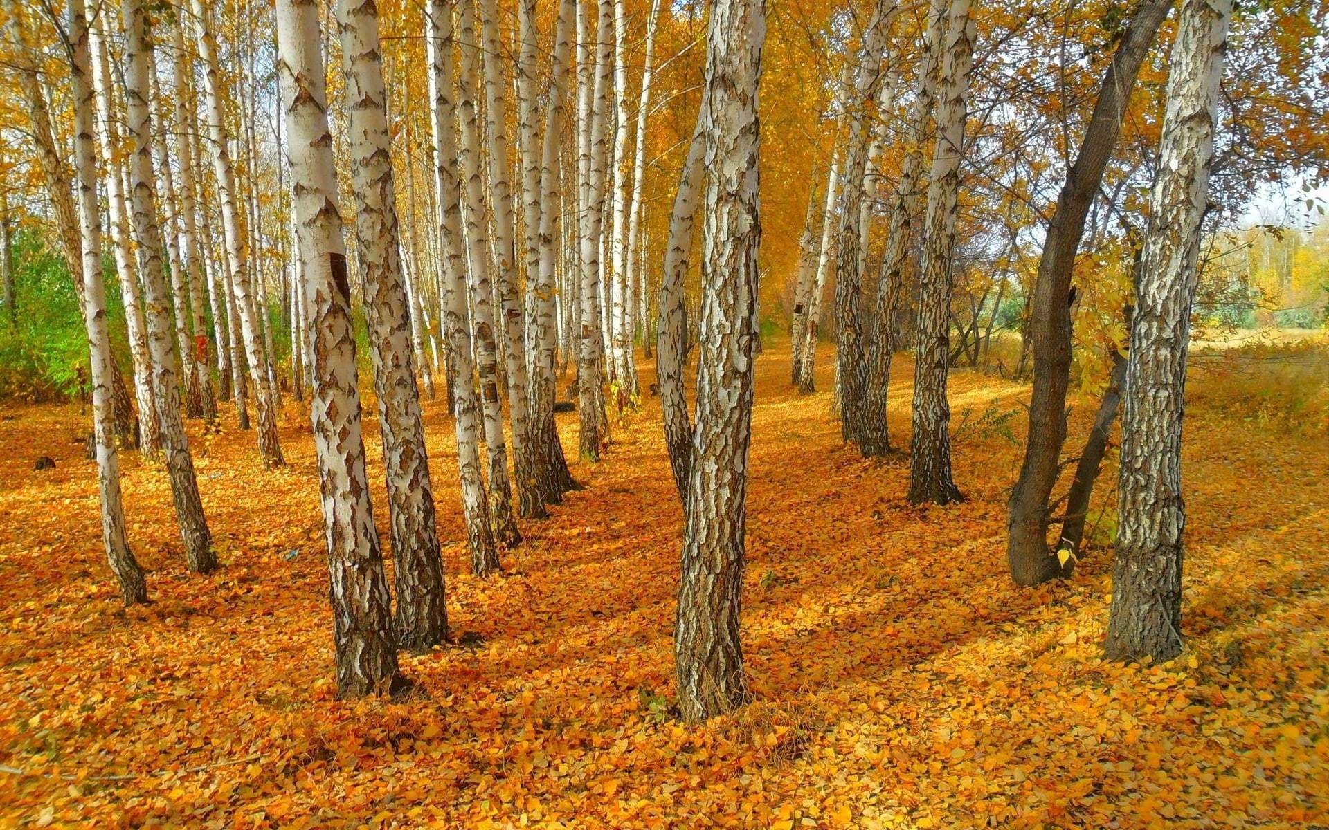 tranquility, non-urban scene, 1080P, orange color, scenics - nature, tree, autumn collection, beauty in nature, fall, landscape, tranquil scene, outdoors, HD Wallpaper